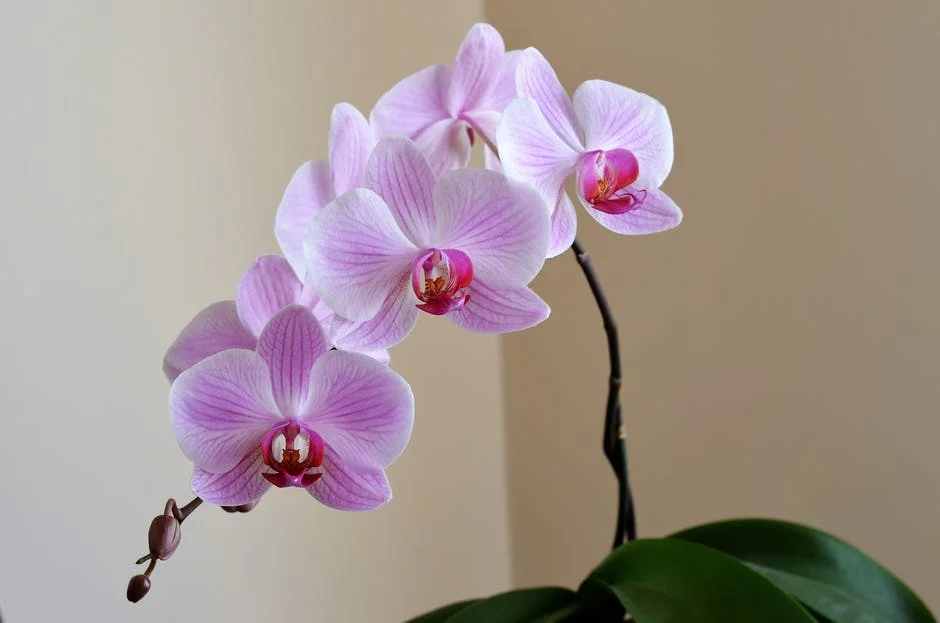 orchid.jpeg