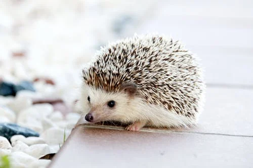 hedgehog.jpeg