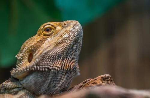 reptile.jpeg