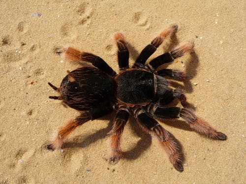 tarantula.jpeg
