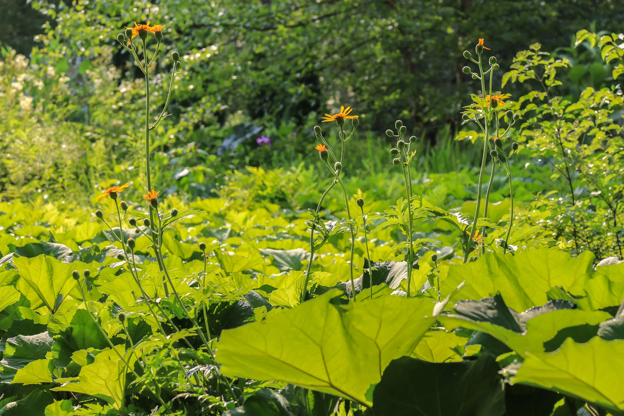 20150705-FTD web-4-5new.jpg