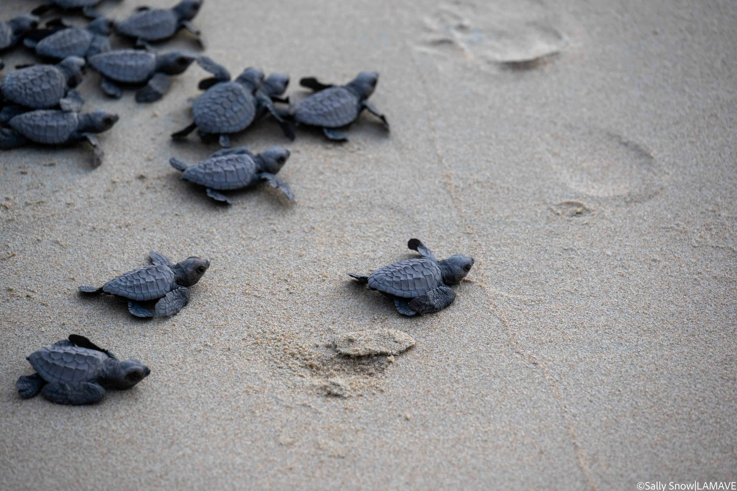 turtle-nesting-research-project-credit-sally-snow-lamave-2-2.jpg