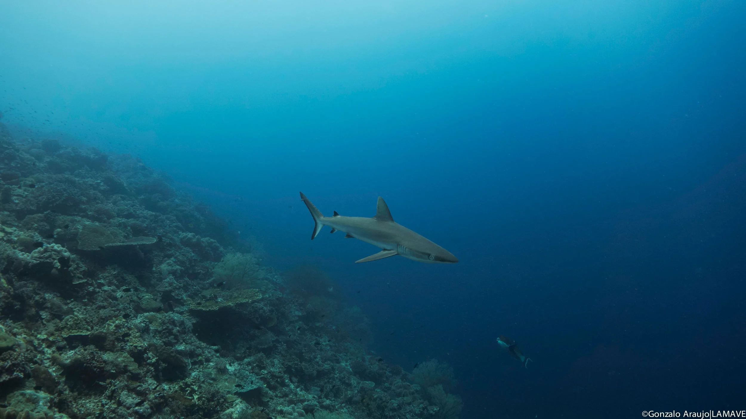 grey-reef-shark-lamave-tubbataha-reefs-philippines.jpg