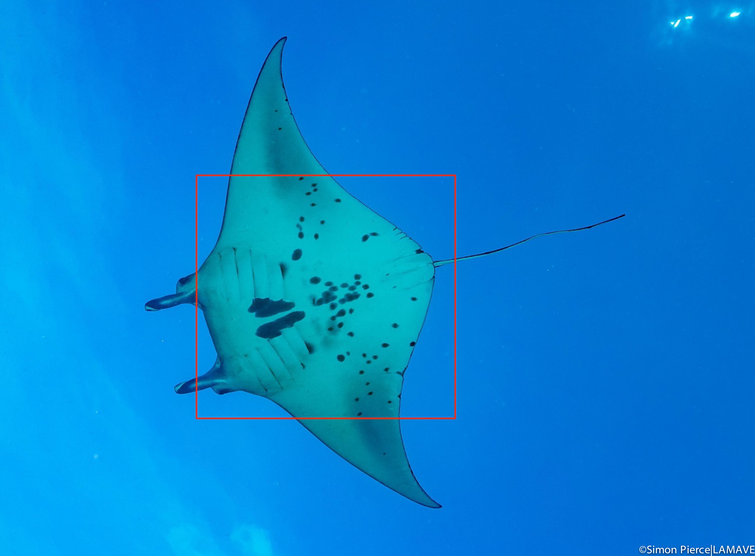 The spot pattern used to identify individual manta rays