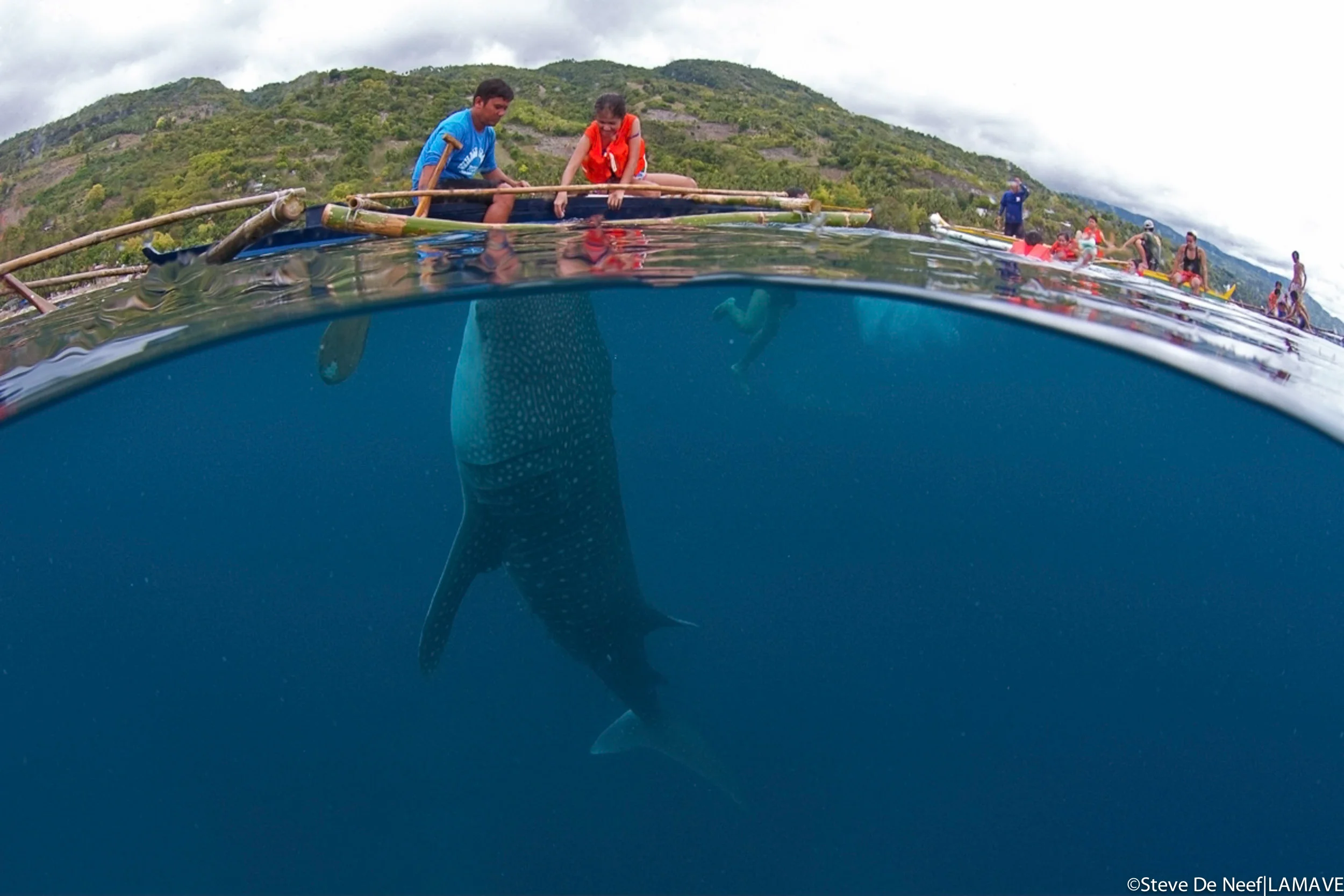 whale-shark-oslob-cebu-philippines-lamave.jpg