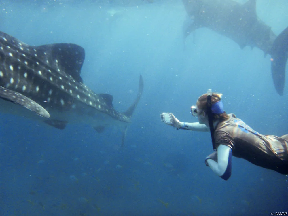 blog-lamave-DUCK-DIVING WITH GIANTS.jpg