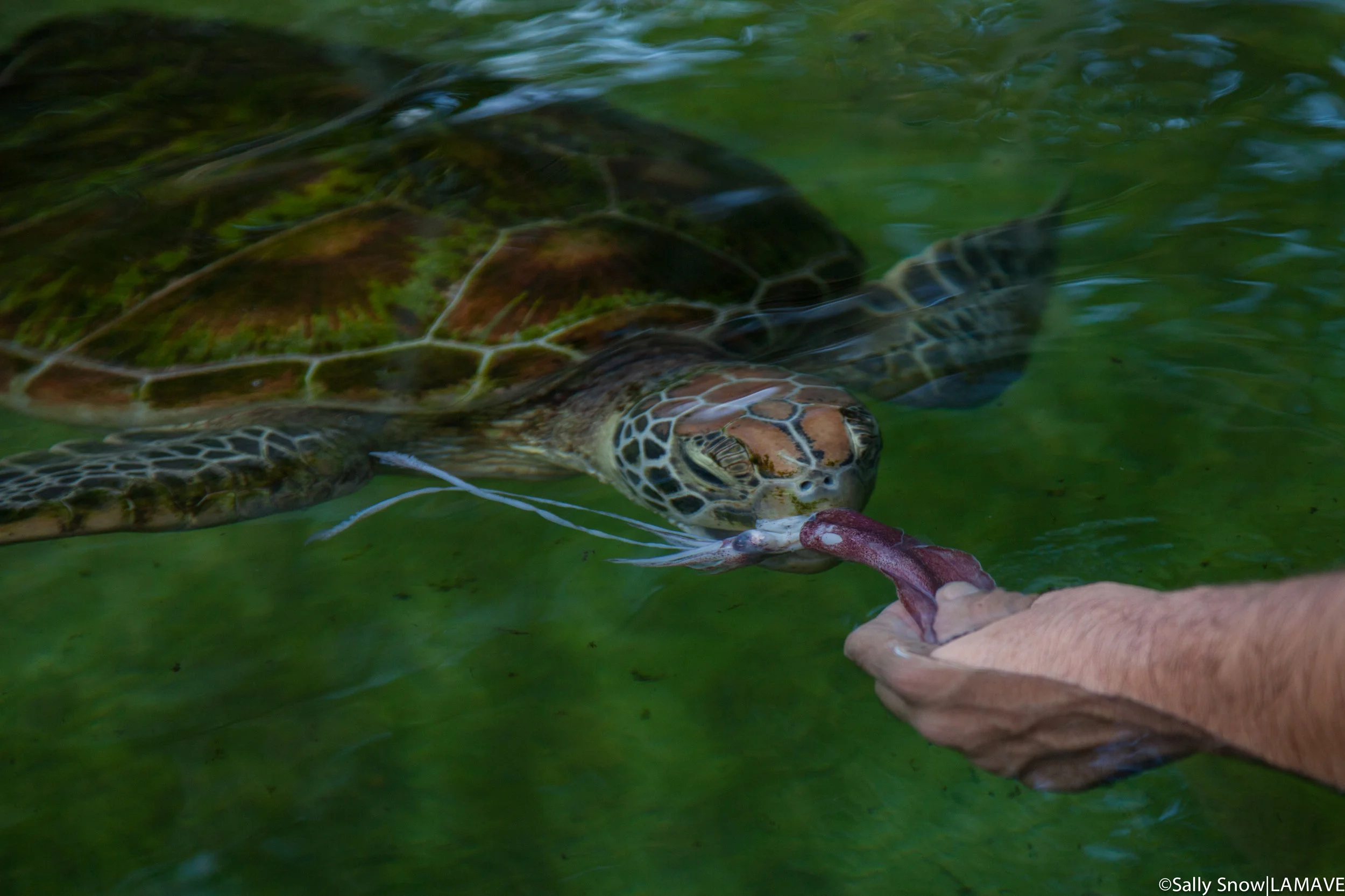 turtlerescuenreleasewatermarklamave.jpg