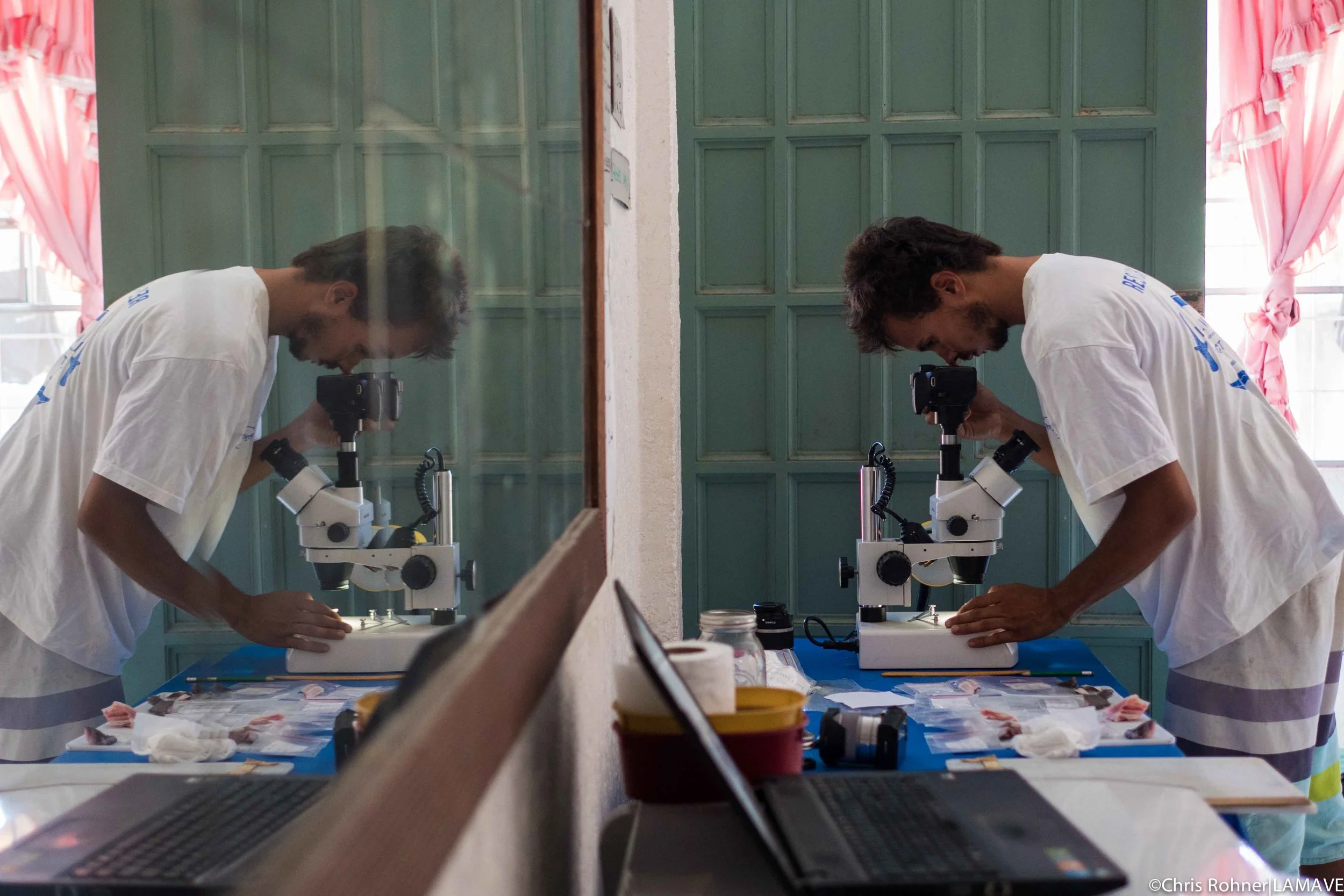 Lead Authour Joshua Rambahiniarison from Large Marine Vertebrates Research Institute Philippines at work.