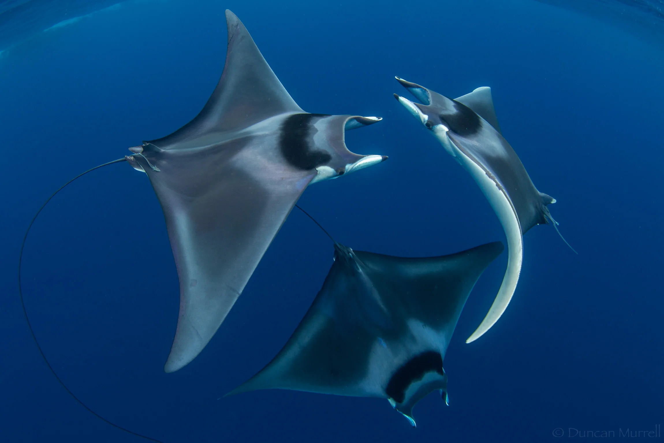 Spine tail devil rays (M. japanica cf mobular) in the Philippines photographed by Duncan Murrell .