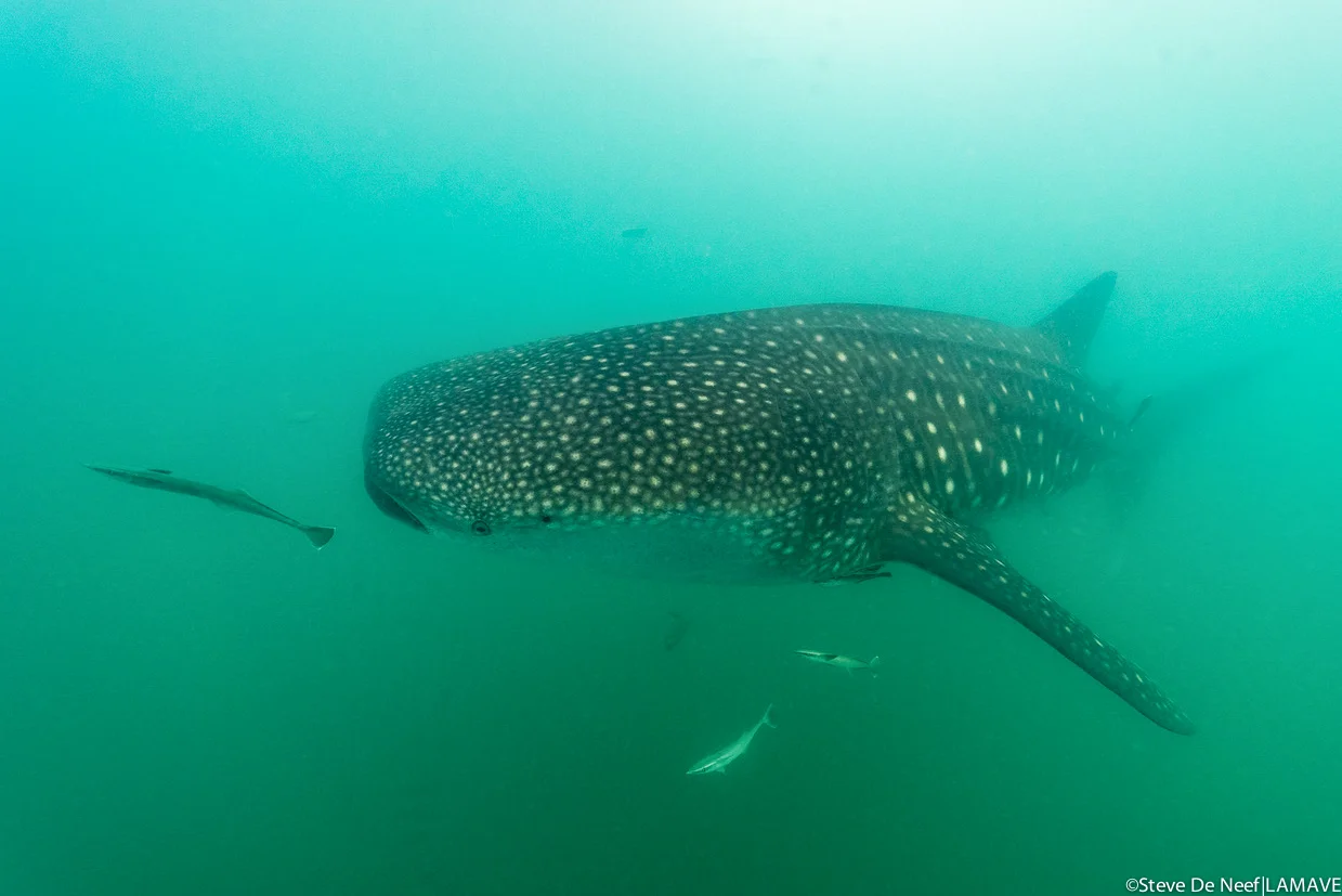 A whale shark encountered in Donsol, Philippines. Credit: Steve De Neef