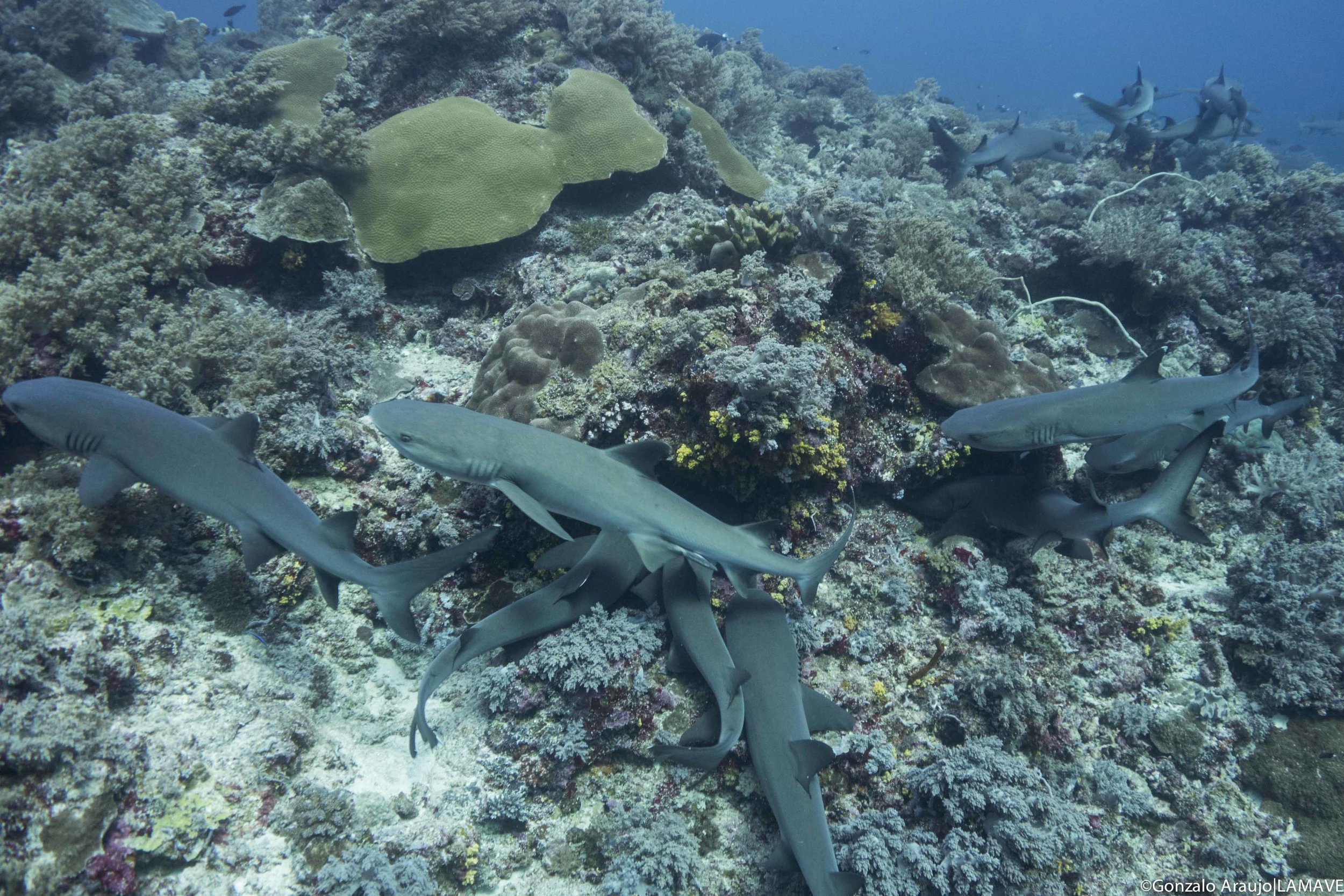   Photo 3.Whitetip reef sharks in TRNP. Gonzalo Araujo|LAMAVE      