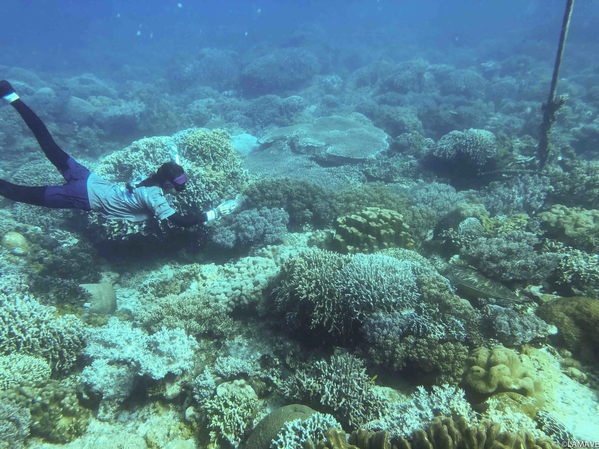Theresa going in for an ID. Turtles can be incredibly camouflaged to their surroundings!