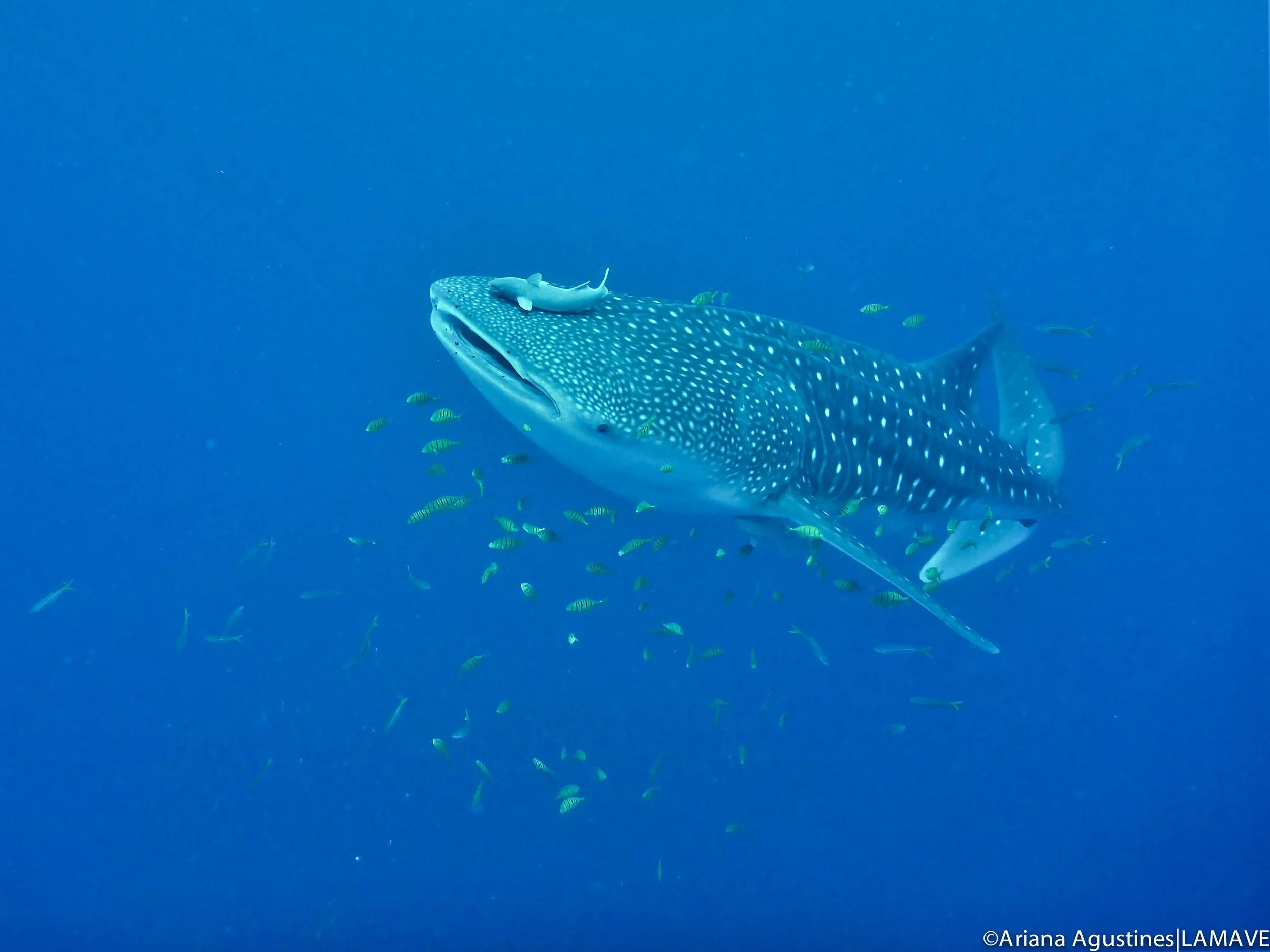 A whale shark encountered by the team whilst on survey.
