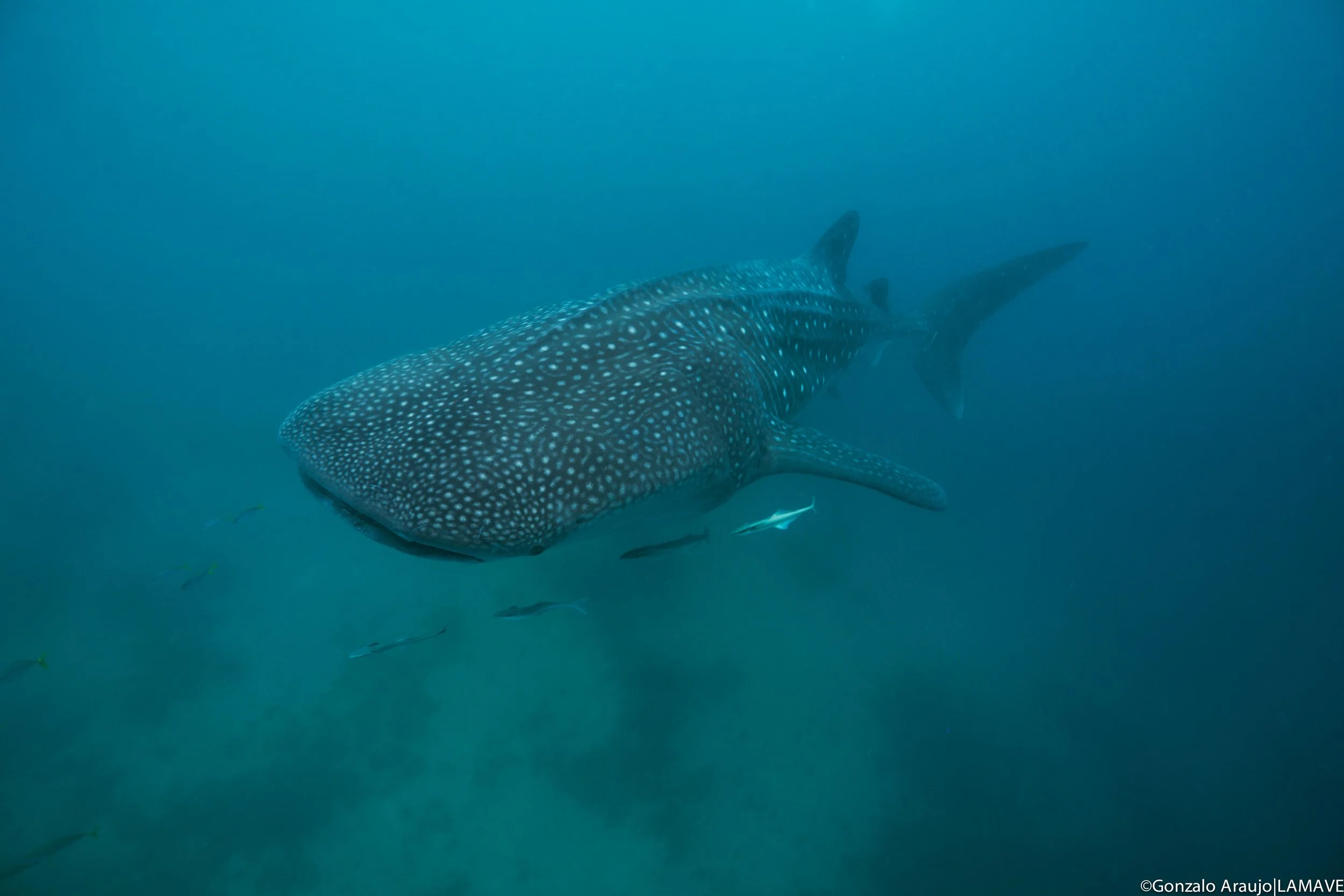 A juvenile whale shark cruises through the waters of Sogod Bay.