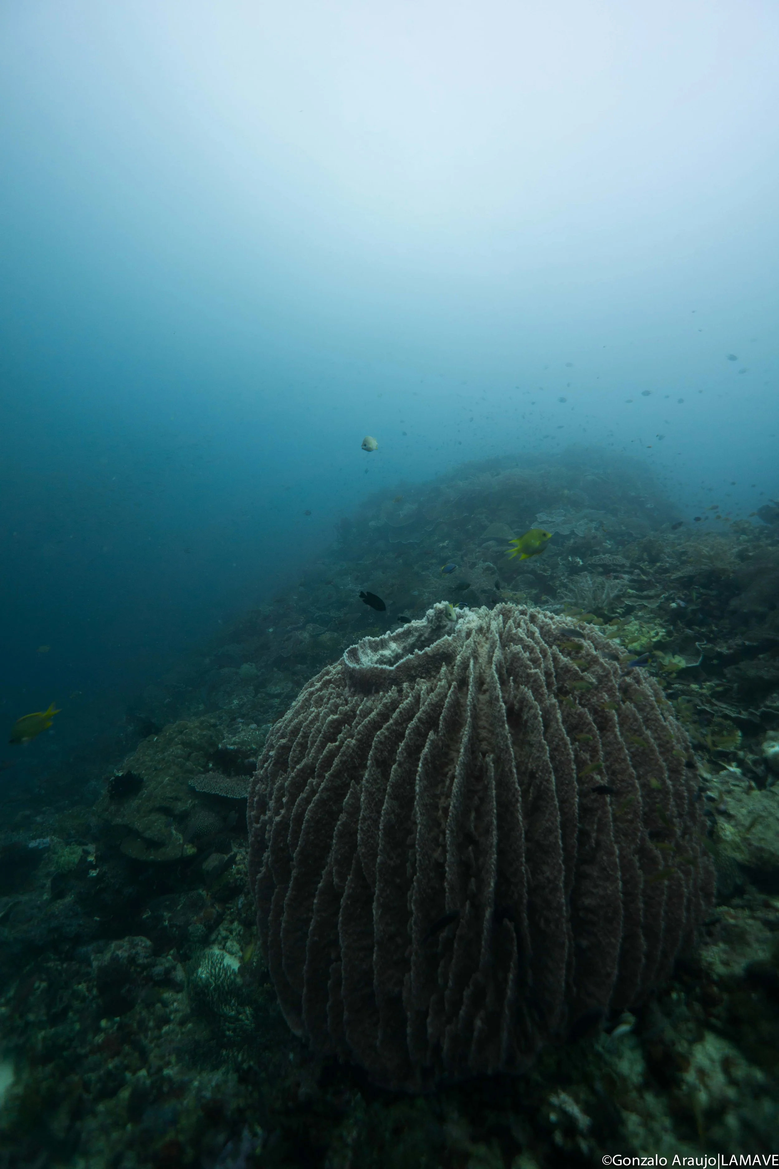 Barrel sponge in Anda, Bohol