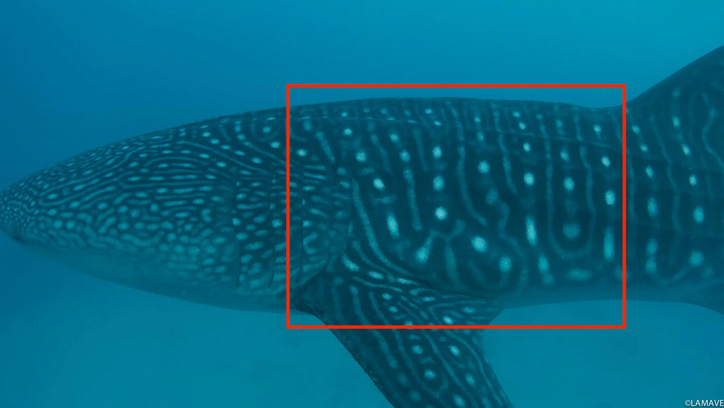 The photo- identification area used to identify individual whale sharks
