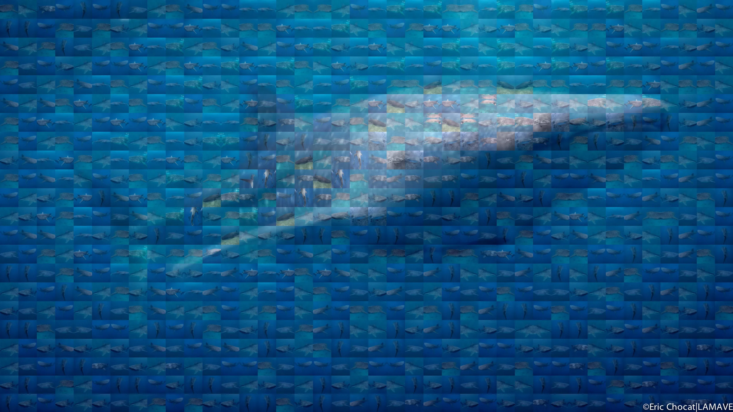 Whale shark mosaic by Eric Chocat.