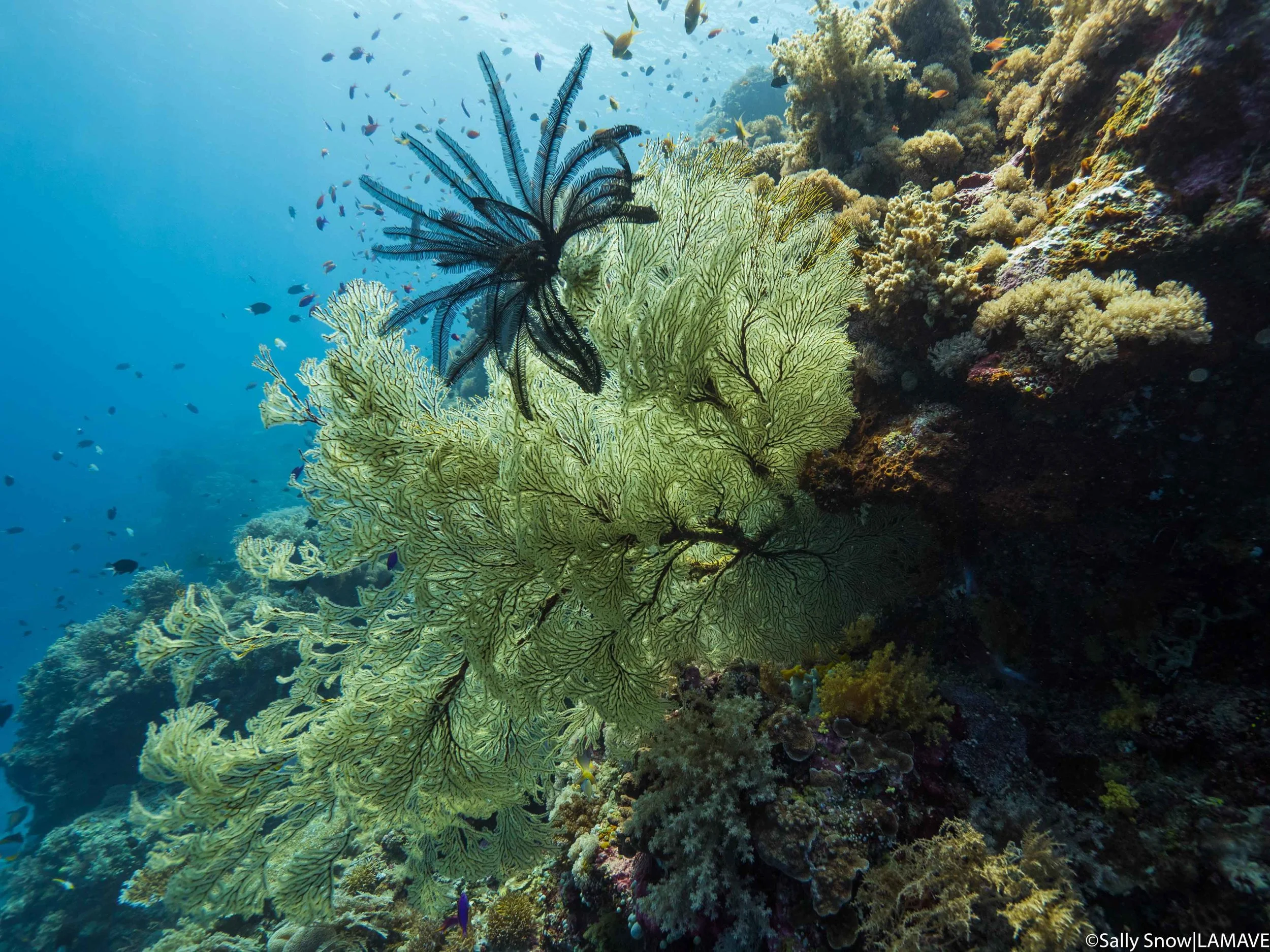 Arena’s stunning coral reefs (Credit: Sally Snow|LAMAVE).
