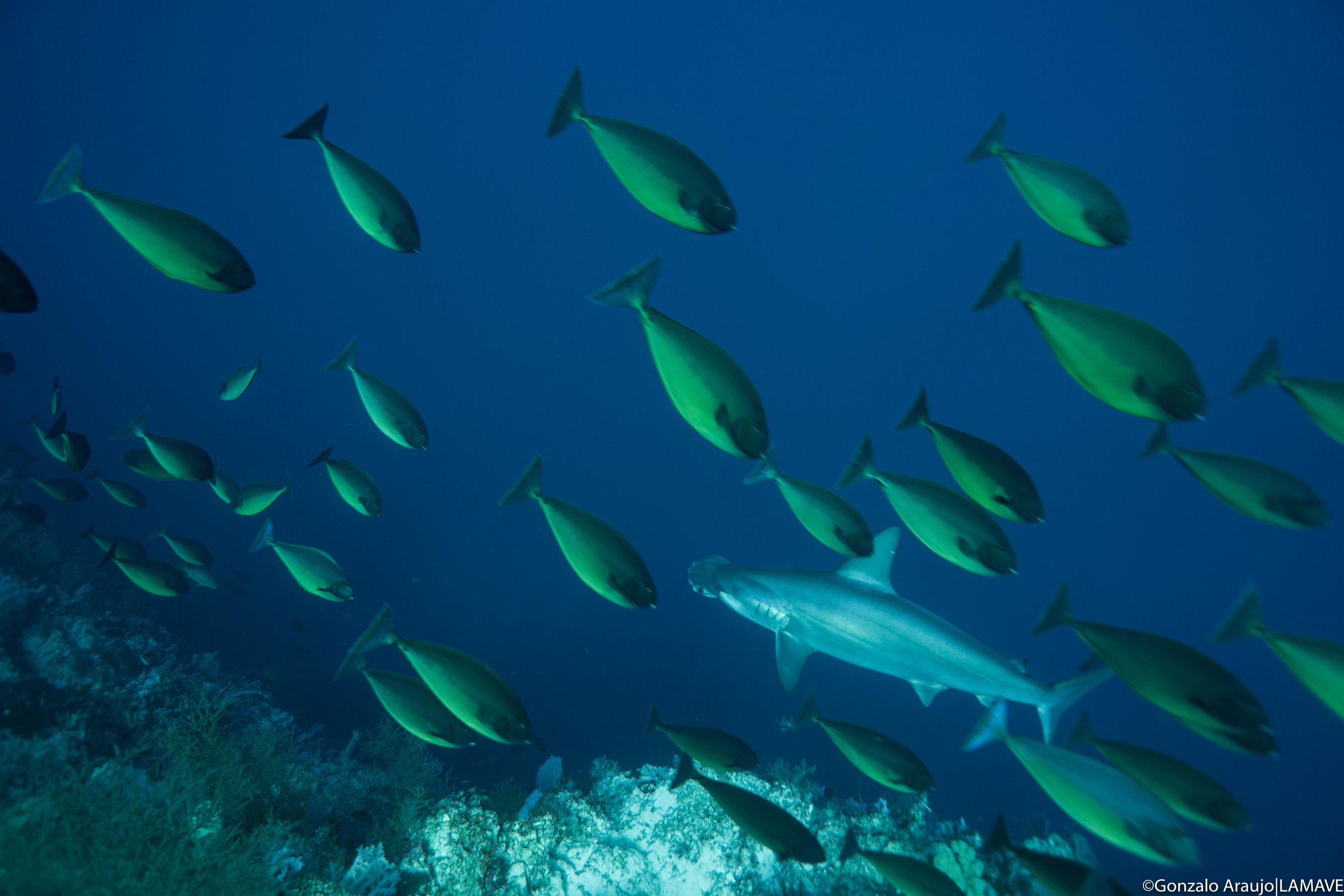   A scalloped hammerhead encountered in Cagayancillo (Credit: Gonzalo Araujo|LAMAVE)  