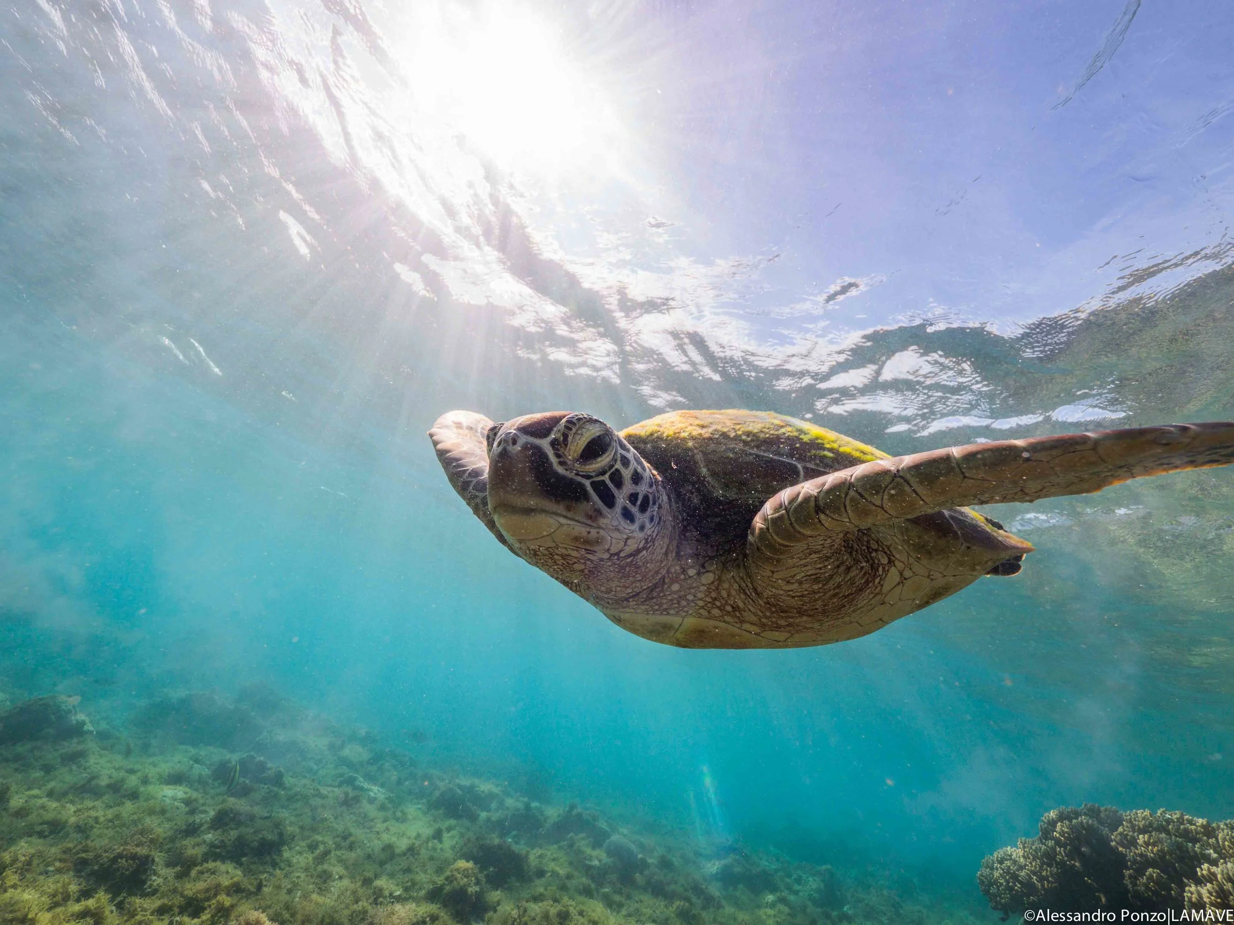 apo.island.edited.alessandroponzo.turtle-1.jpg