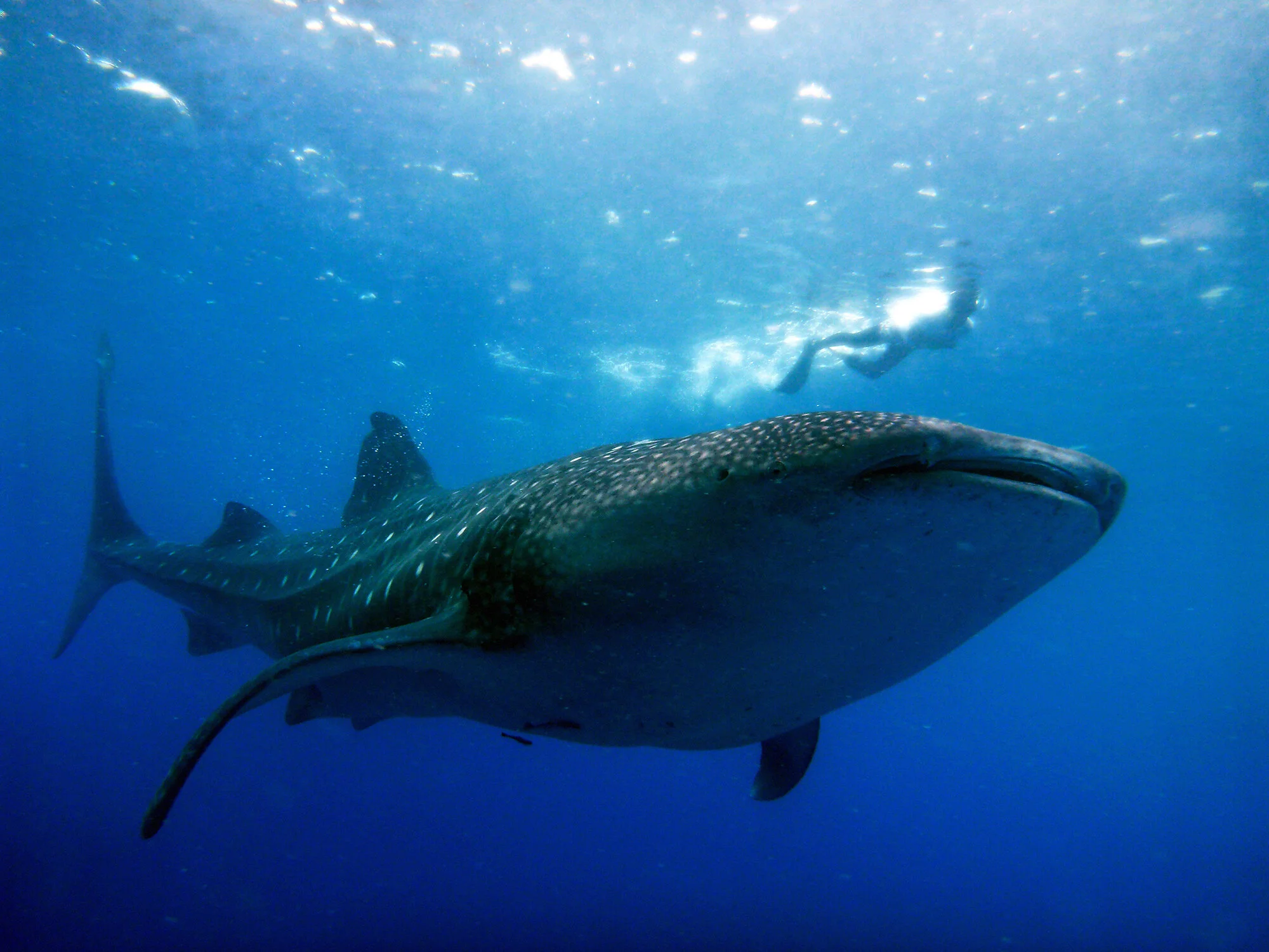 A volunteer swimming with a whale shark during a shark behavior study.