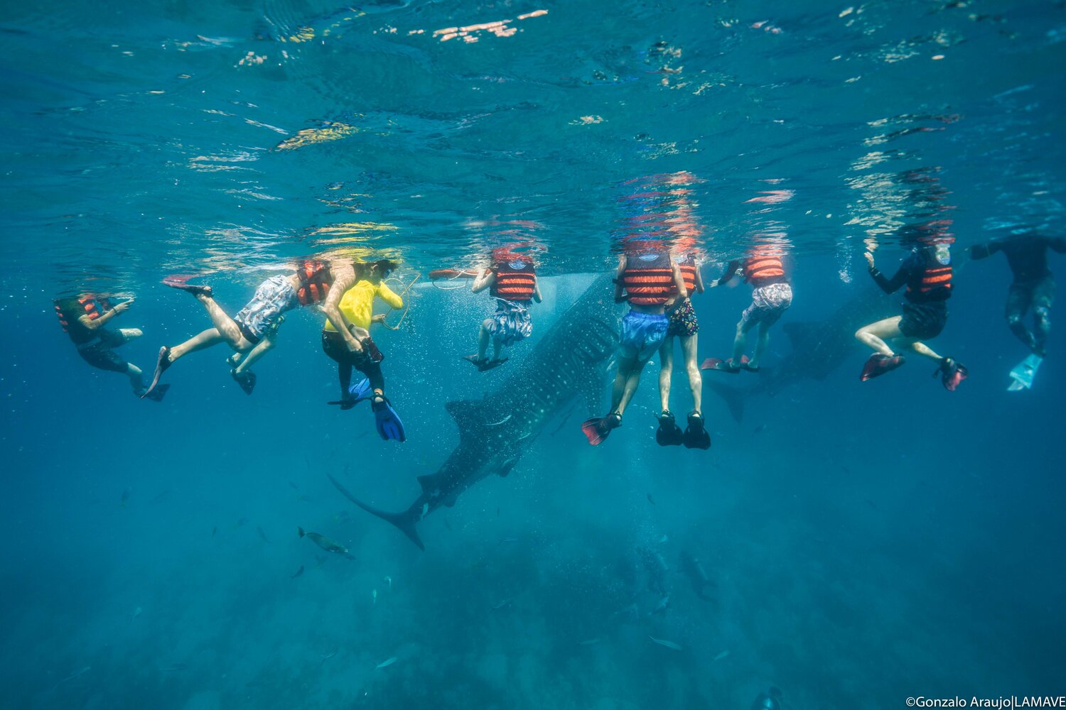 Oslob Whale Shark Watching