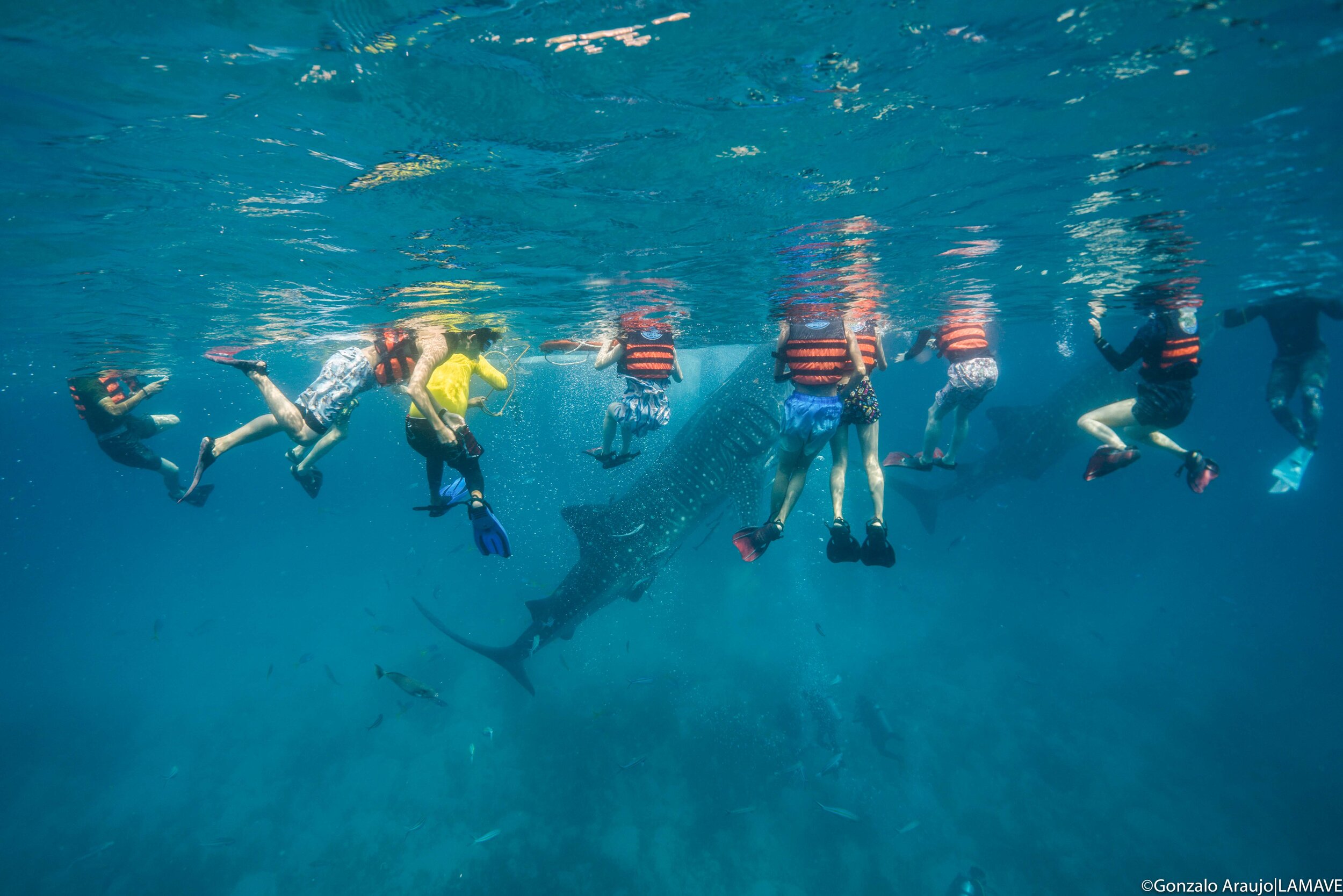 olsob-cebu-philippines-whale-shark-tourism-credit-gonzalo-araujo-lamave-07080.jpg