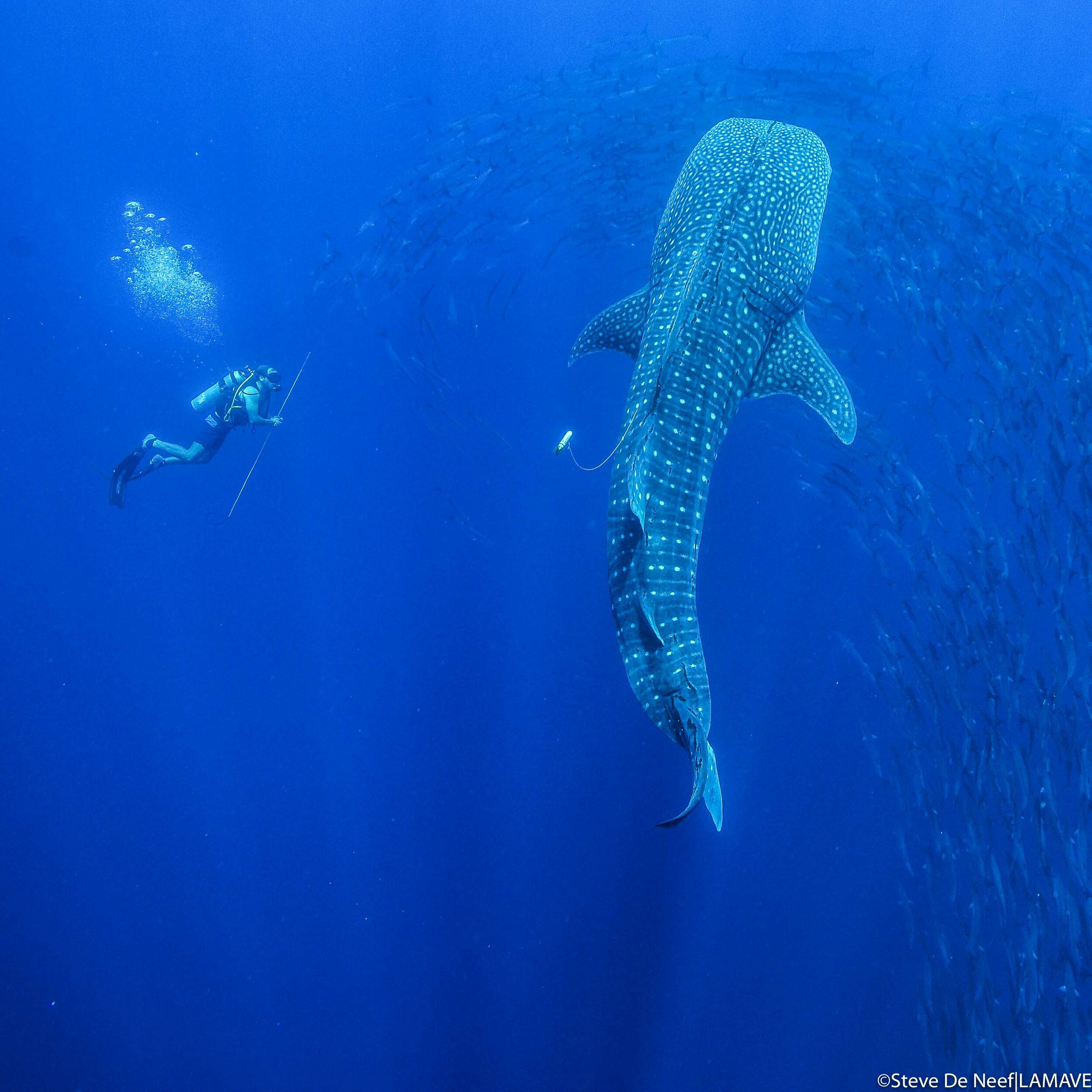 lamave researcher tags a whale shark in tubbataha reefs