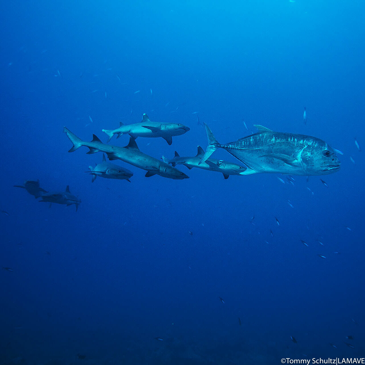 giant trevally and whitetip reef shark