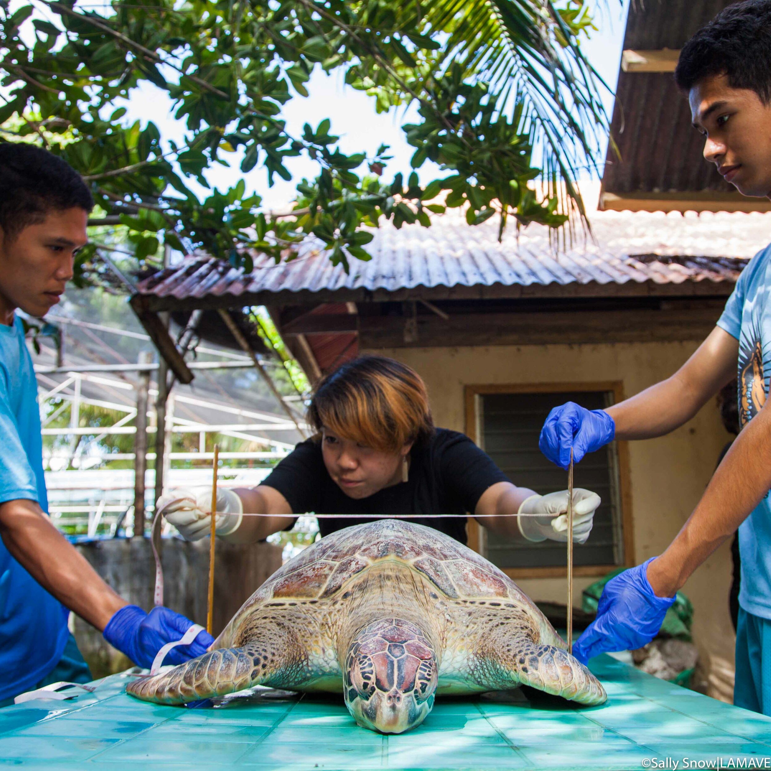 turtle necropsy lamave and siliman university, philippines