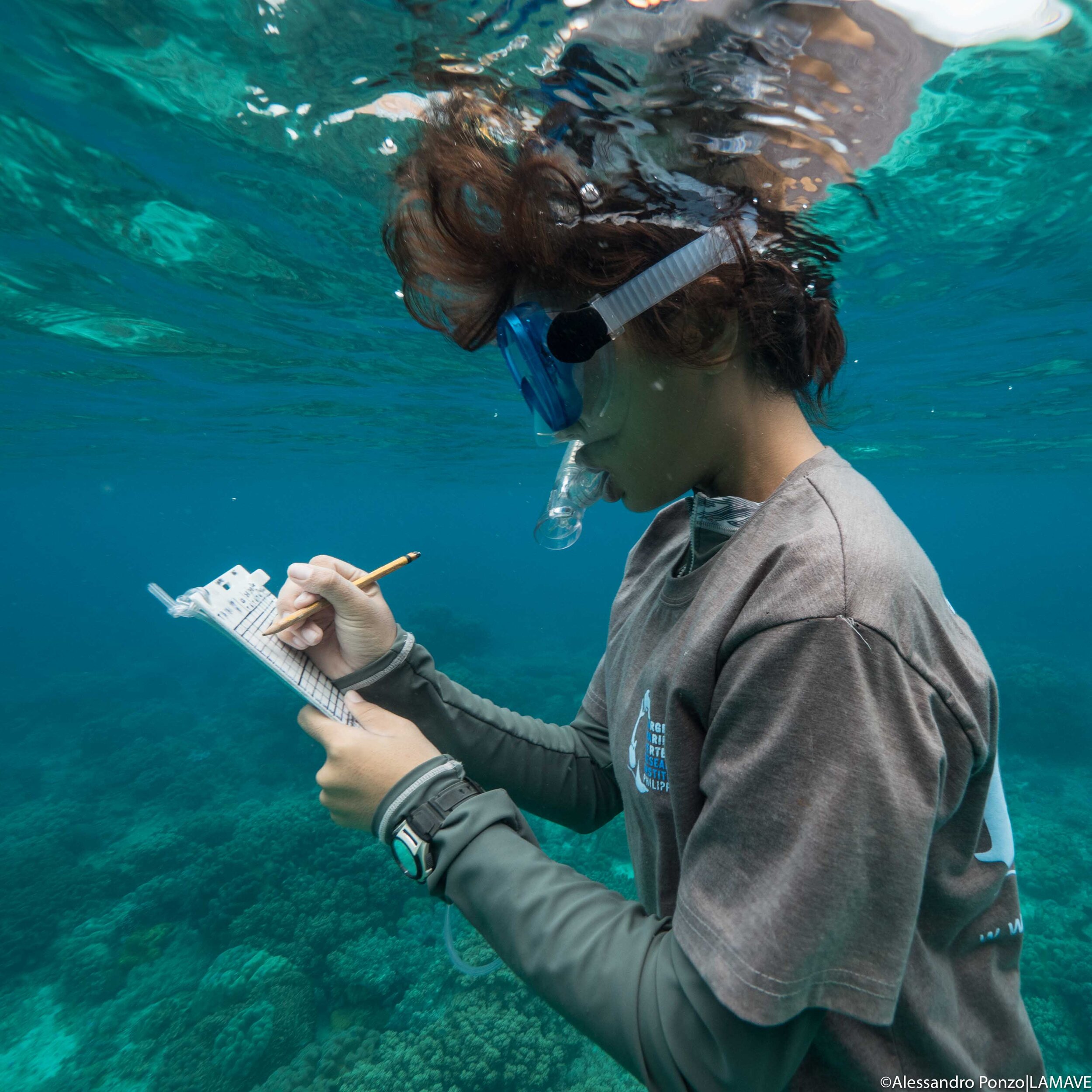 LAMAVE researcher studying turtles in apo island philippines