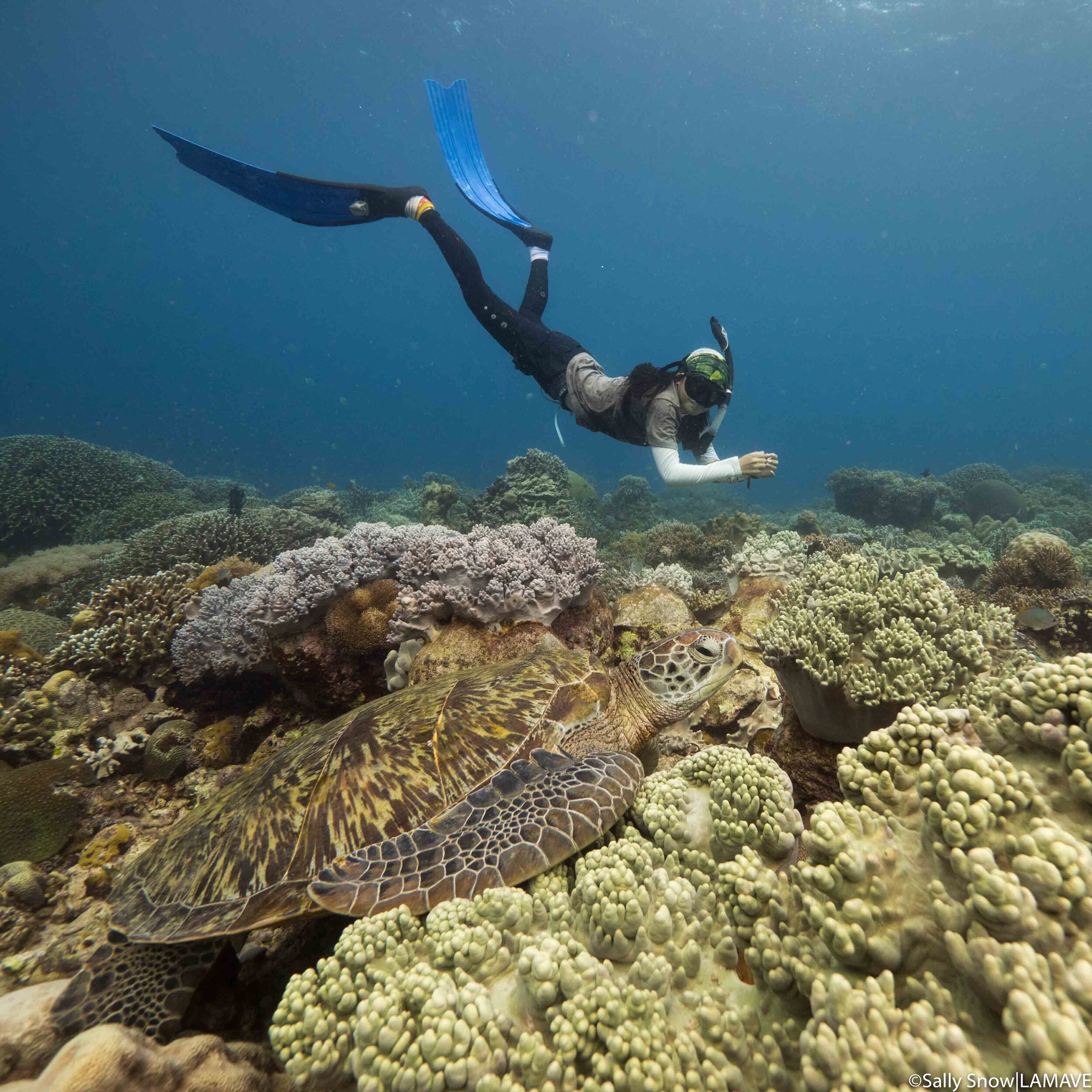 lamave researcher studying turtle in apo island philippines