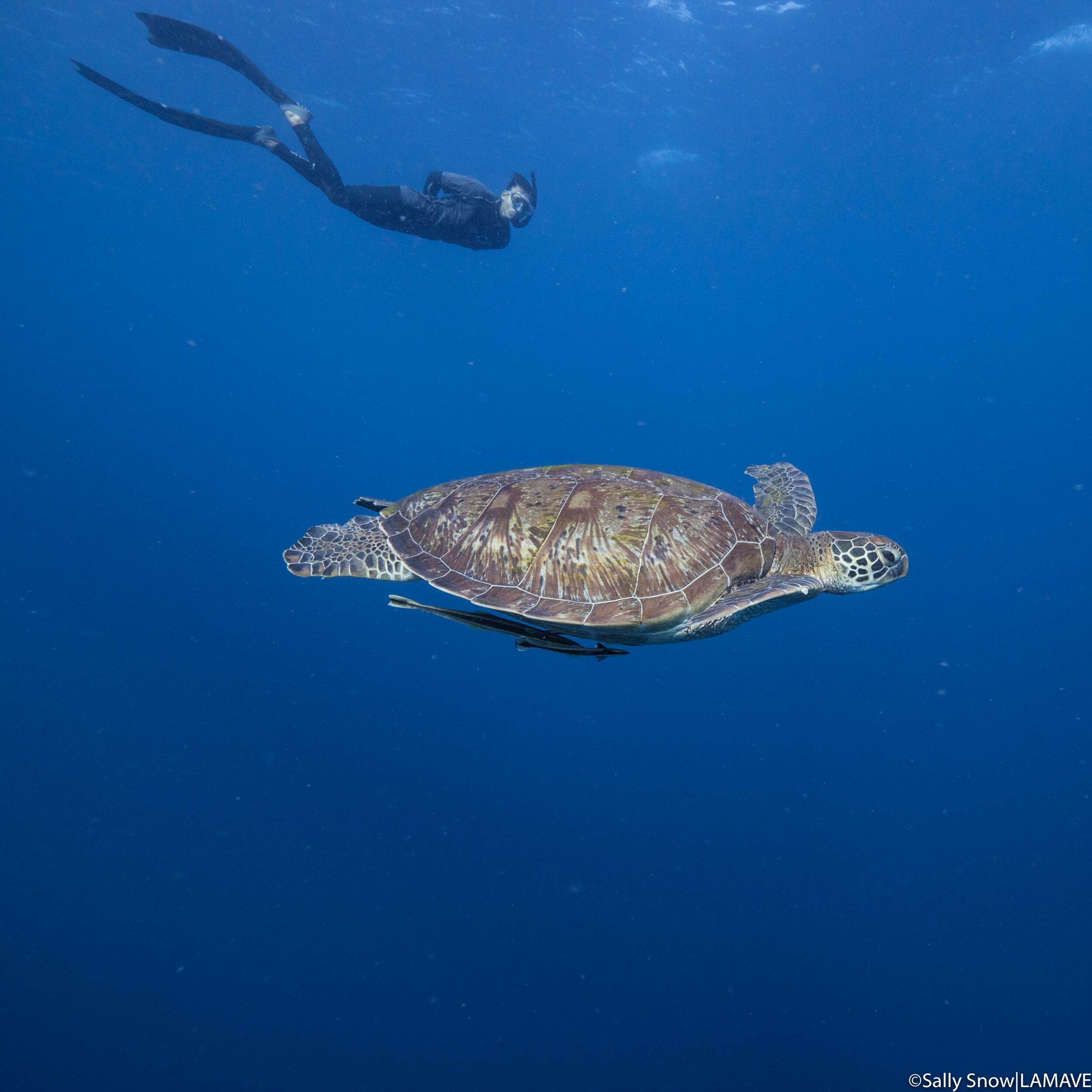 lamave volunteer swims with turtle in apo island philippines (Copy) (Copy)