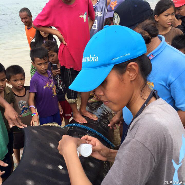 whale shark stranding lamave response jessica labaja