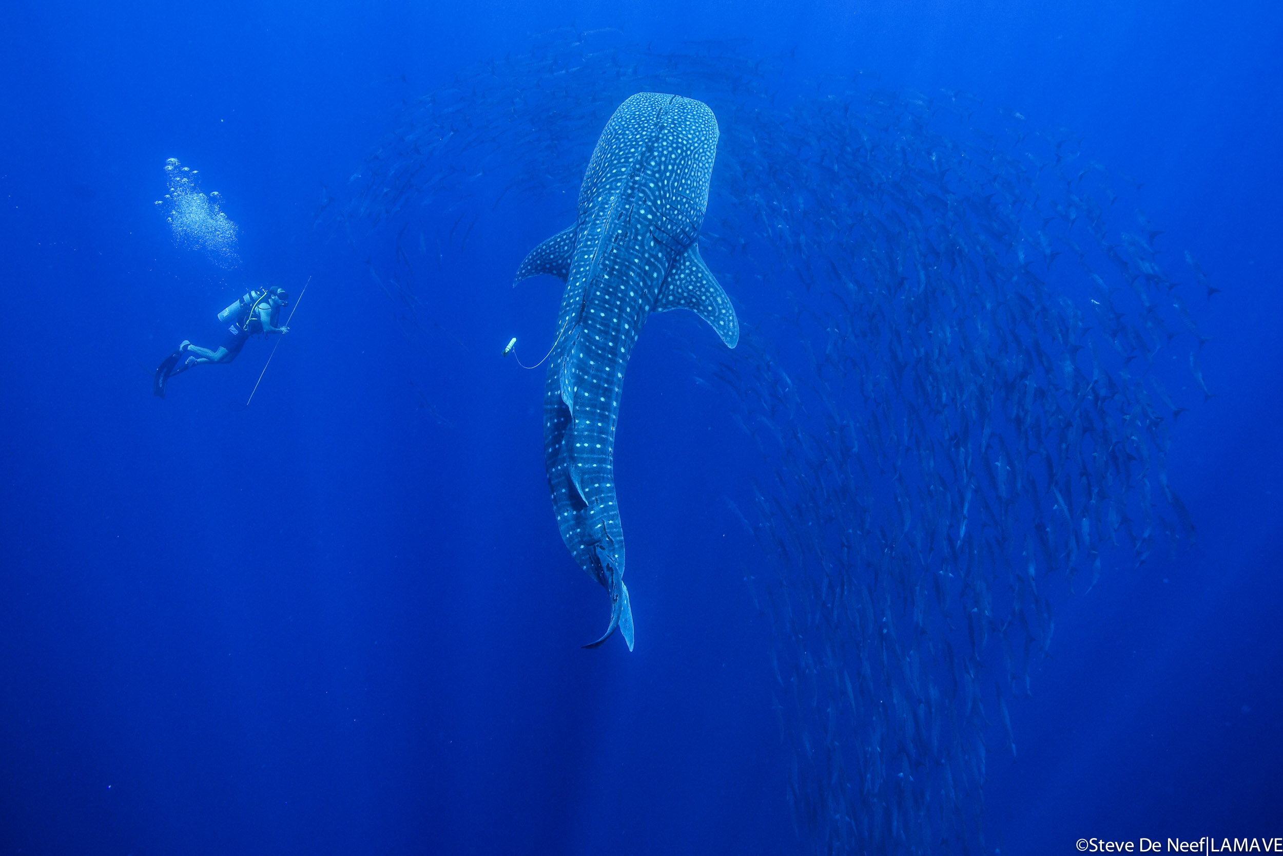 whale shark tagged by lamave researcher