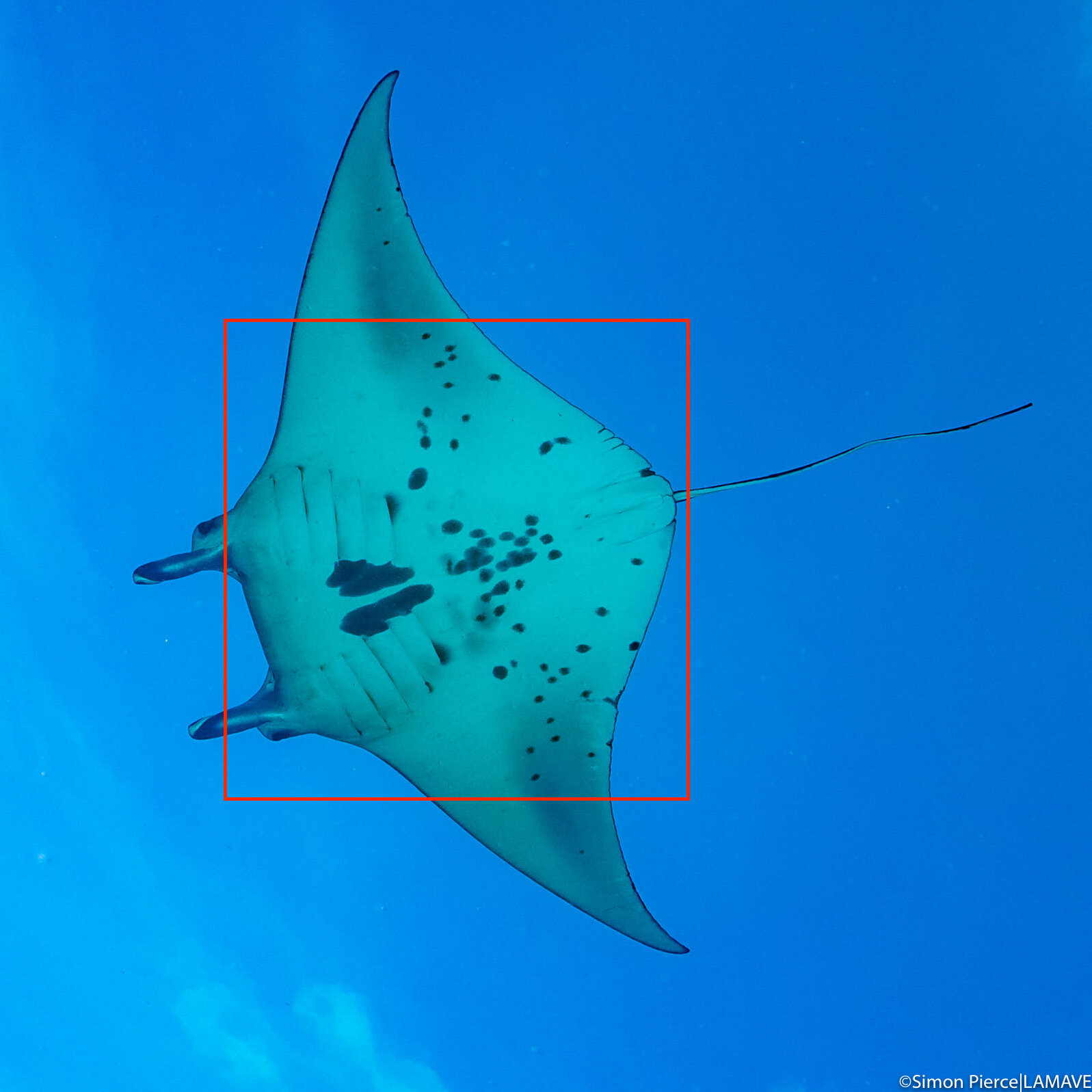 manta ray photo identification research