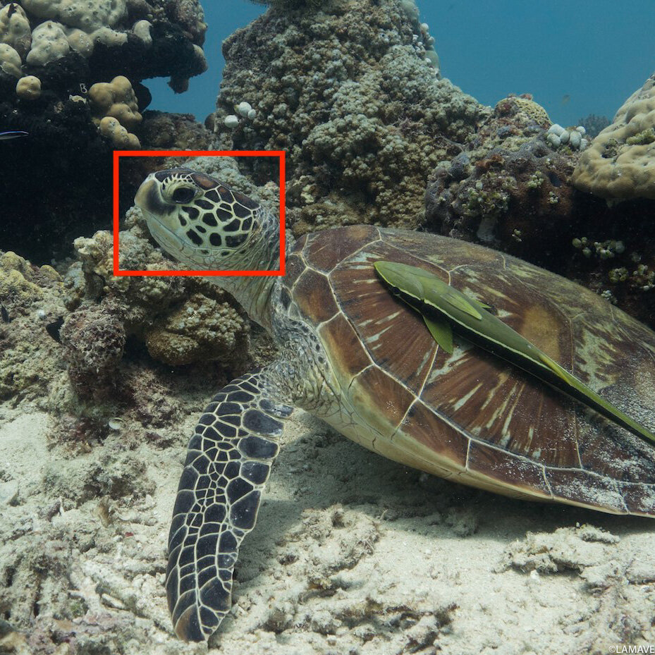 turtle photo identification research