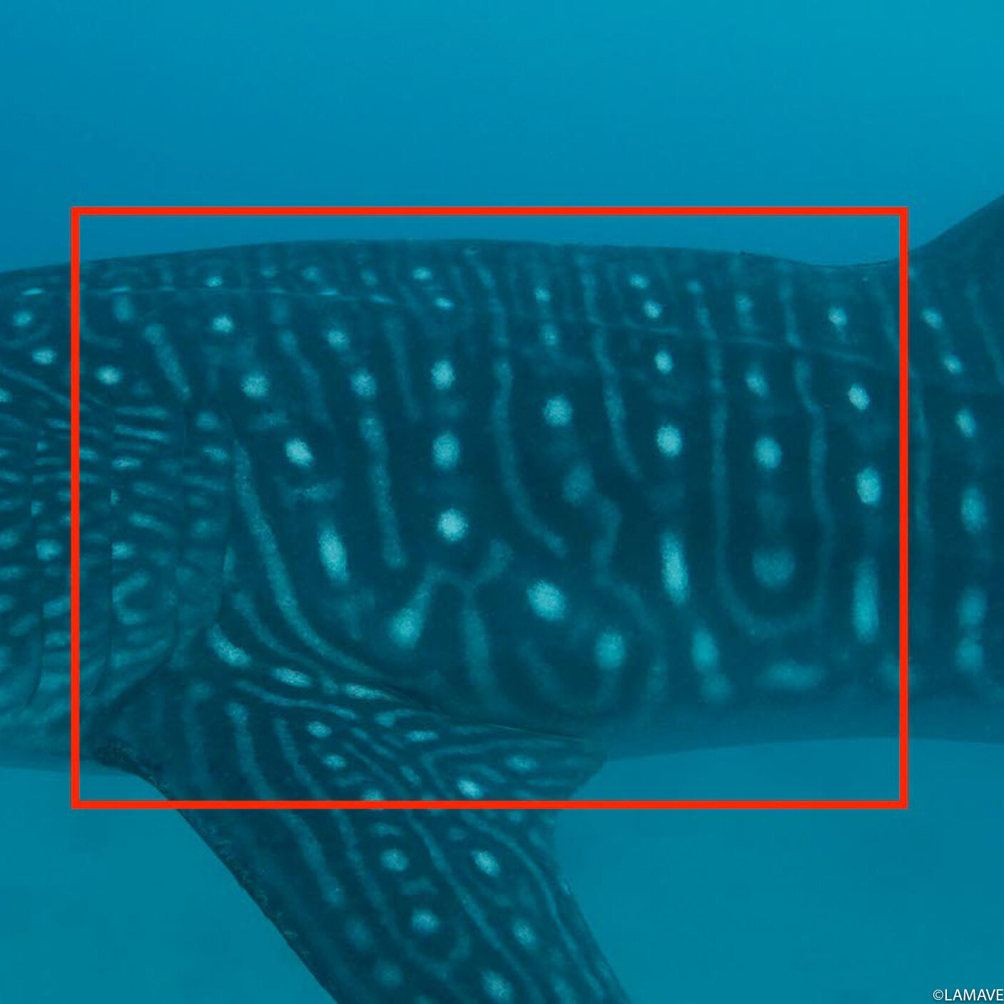 whale shark photo-identification research