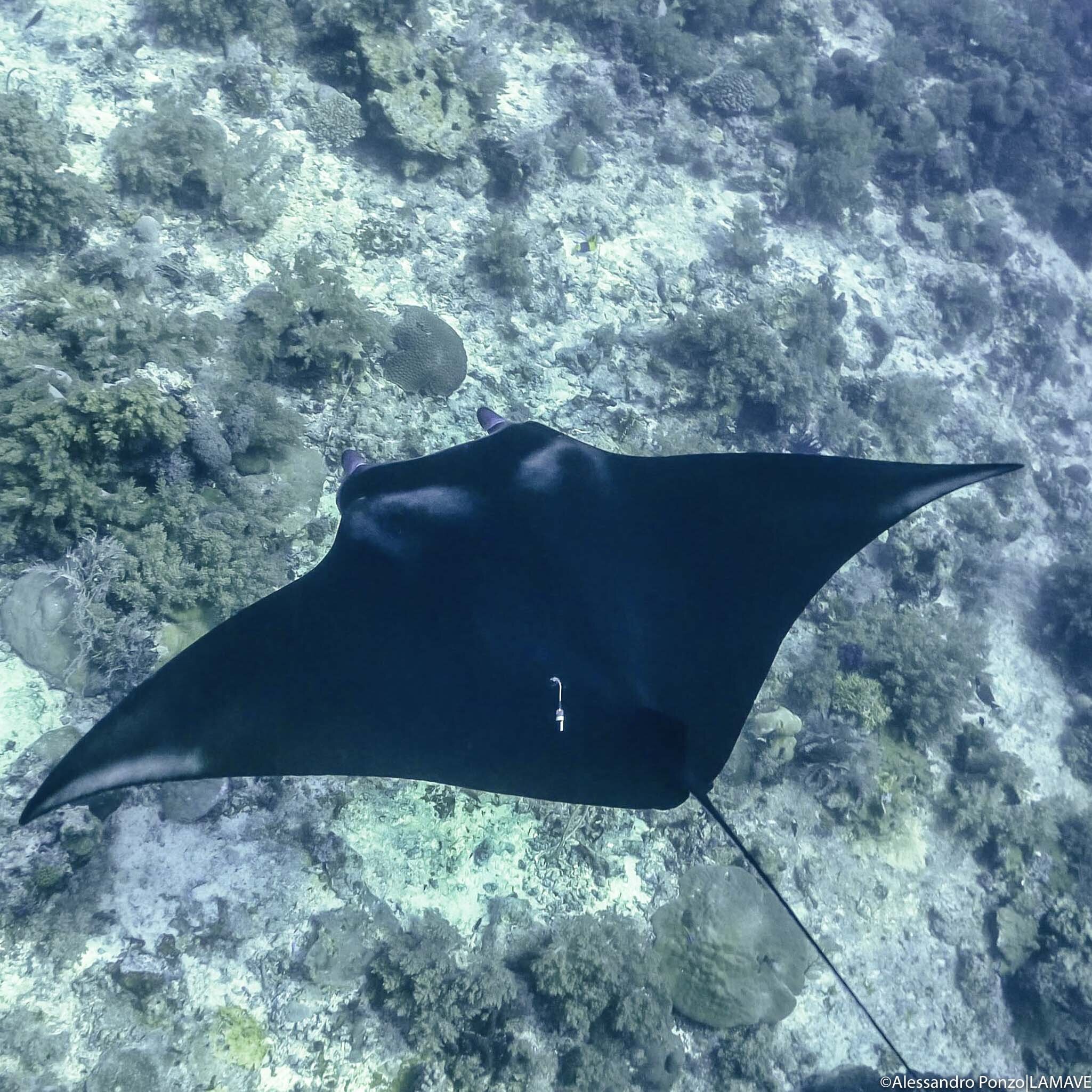 manta ray with a acoustic tag