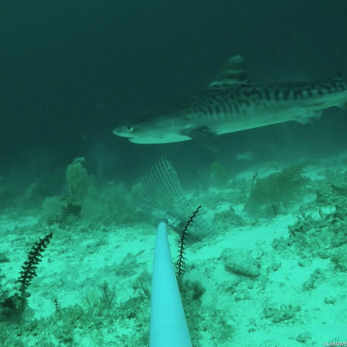 tiger shark caught on camera