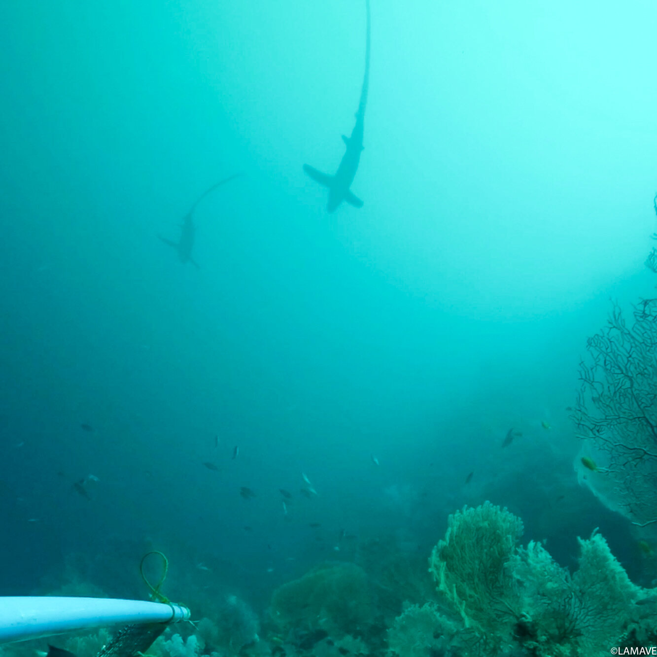thresher sharks captured on a baited remote underwater video (BRUV) system