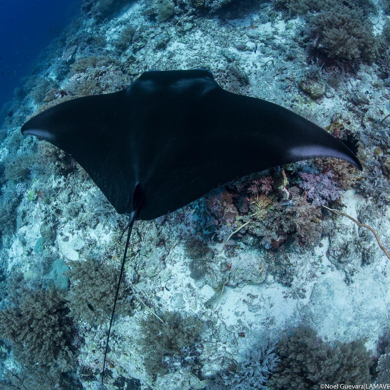 reef manta ray 