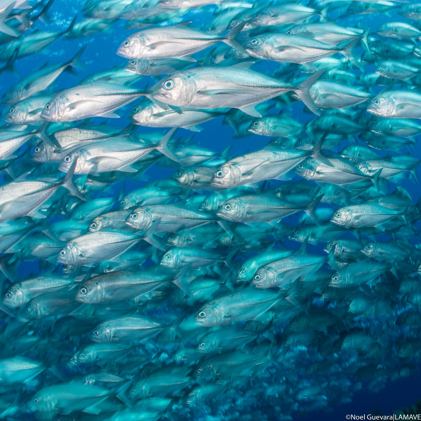 school of jack fish in tubbataha reefs