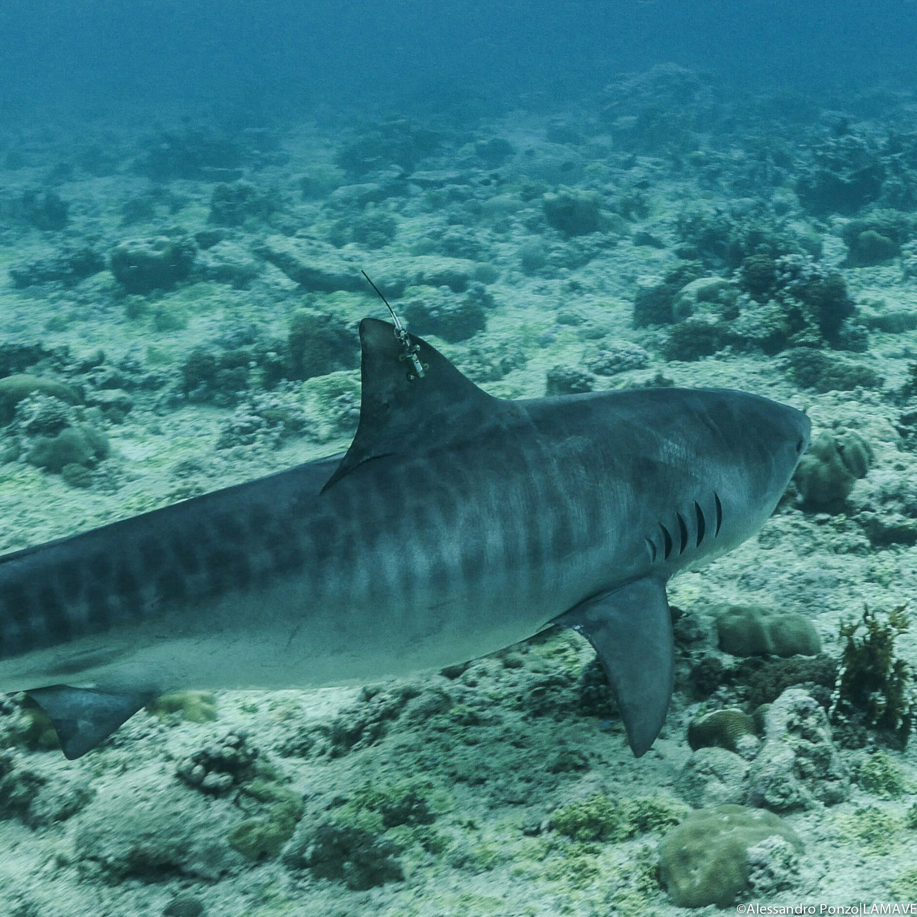 tiger shark with satellite tag