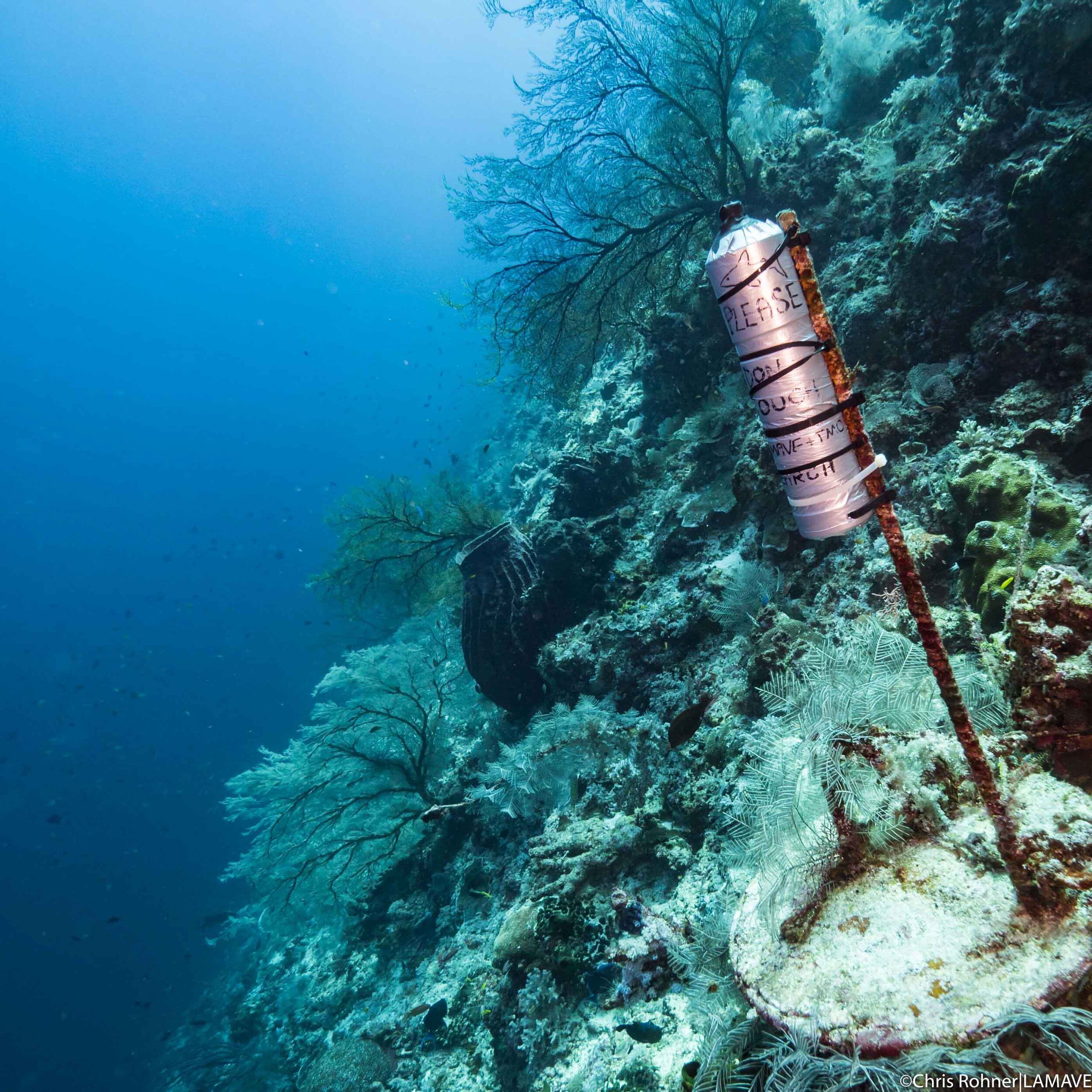acoustic receiver positioned on a reef in tubbataha reefs natural park
