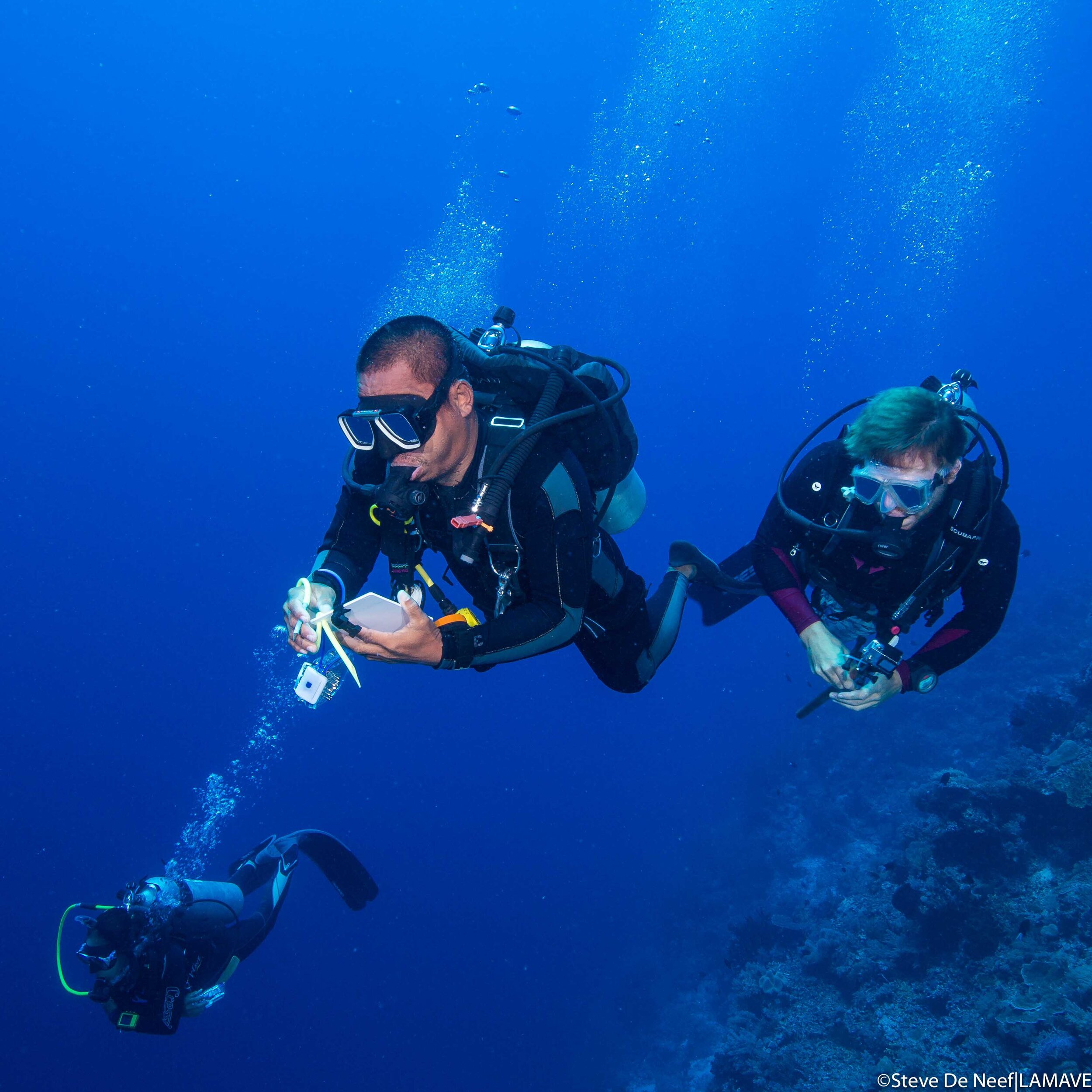 research divers in tubbataha reefs