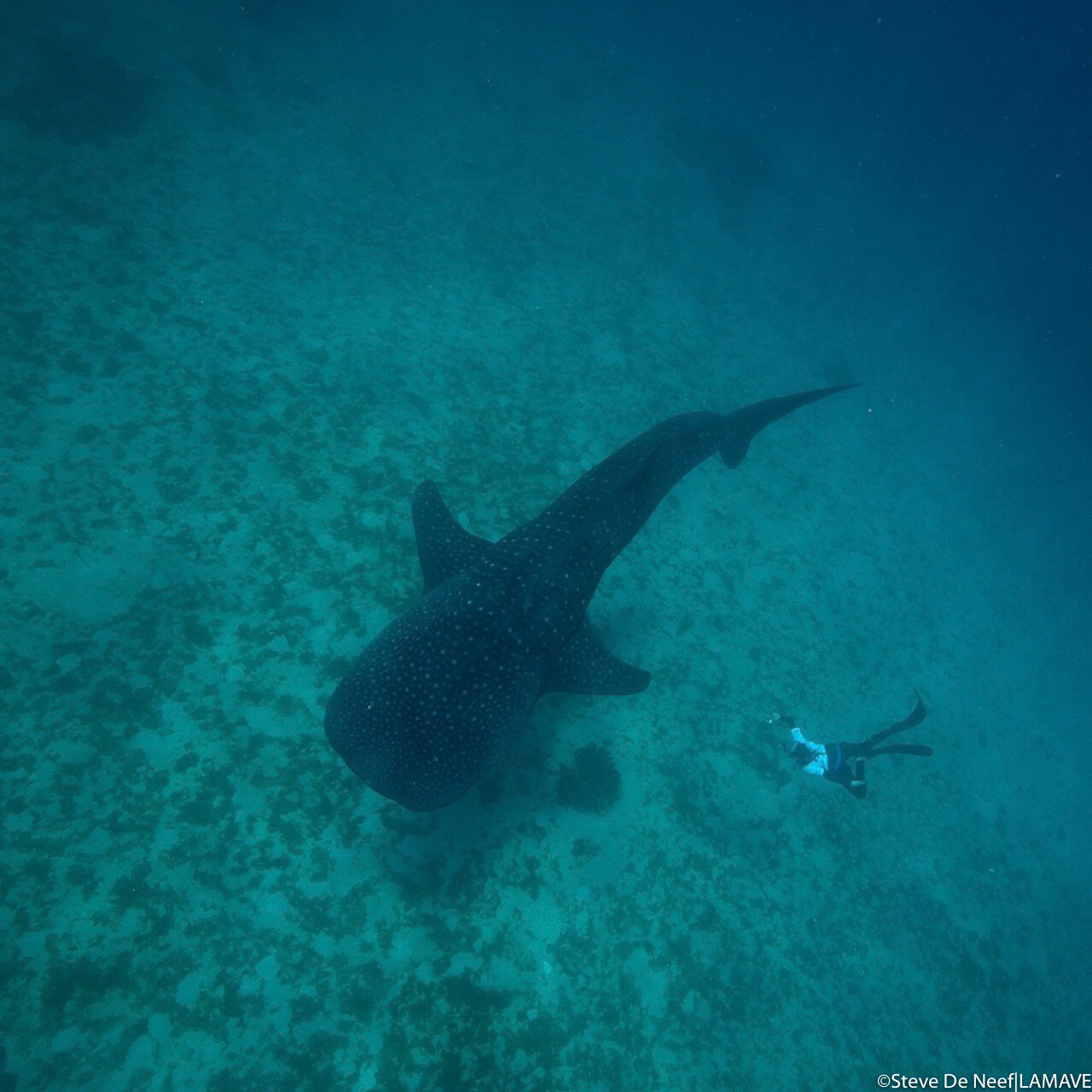 whale shark photo-identification research