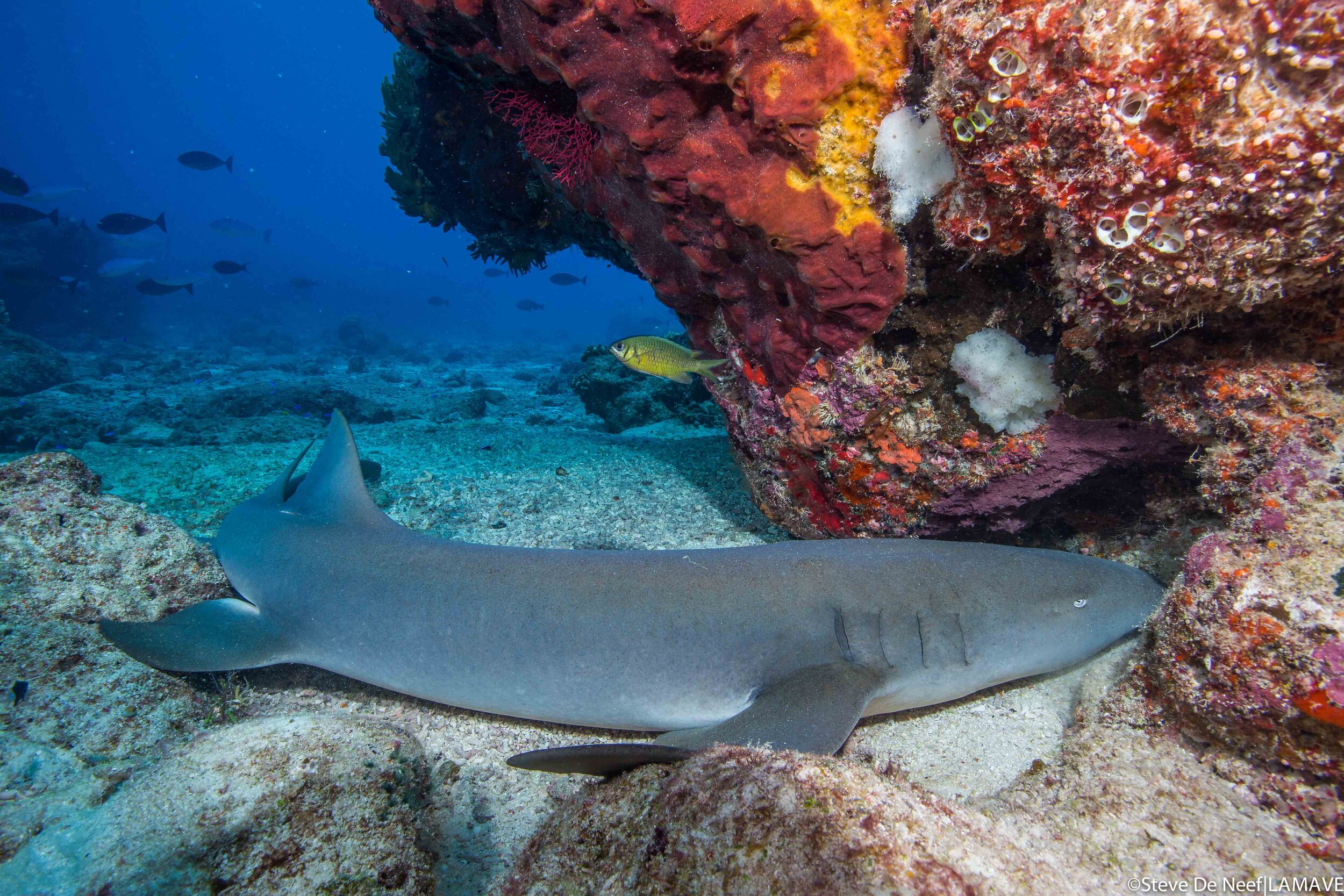 nurse shark encountered in tubbataha reefs natural park
