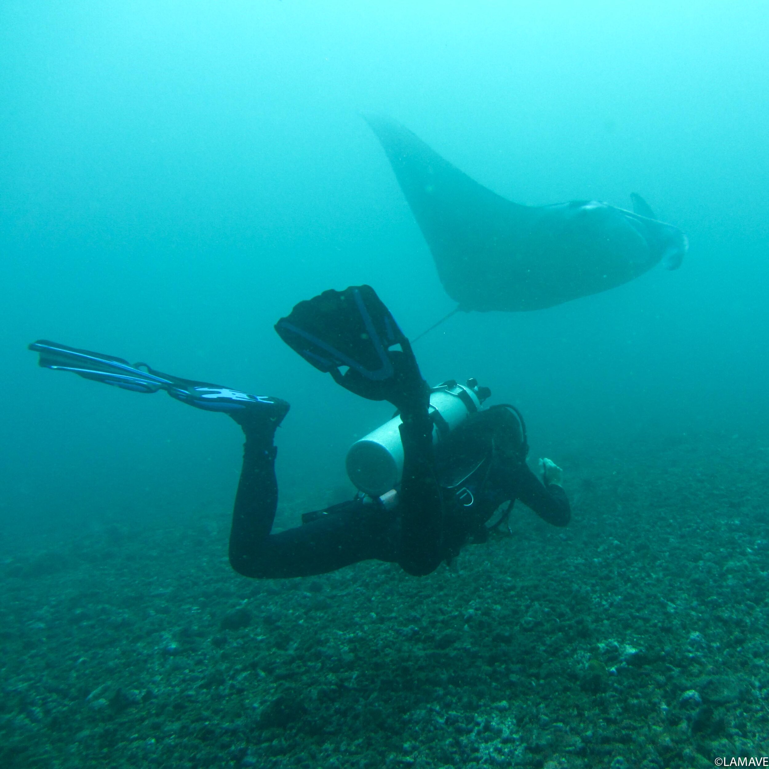 lamave researcher with manta ray palawan (Copy) (Copy)