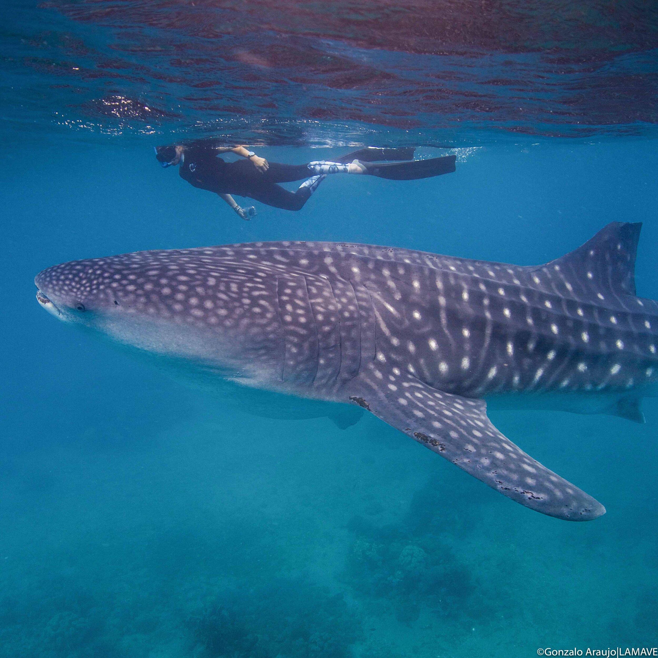 lamave volunteer swims with whale shark (Copy) (Copy)